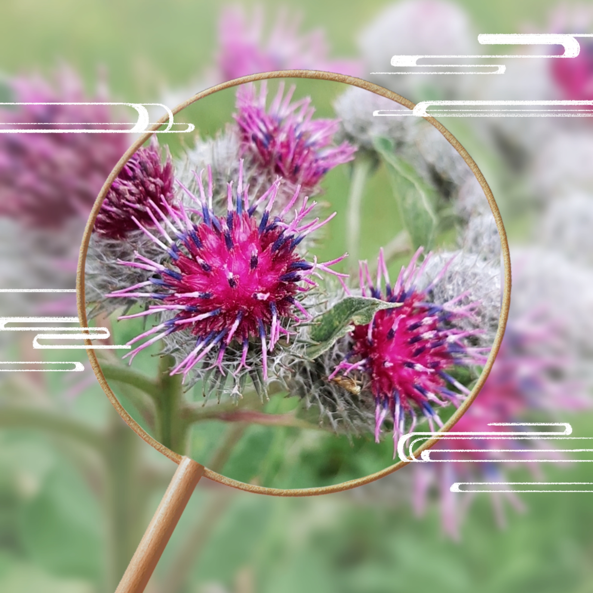 【首发】牛蒡花(二)