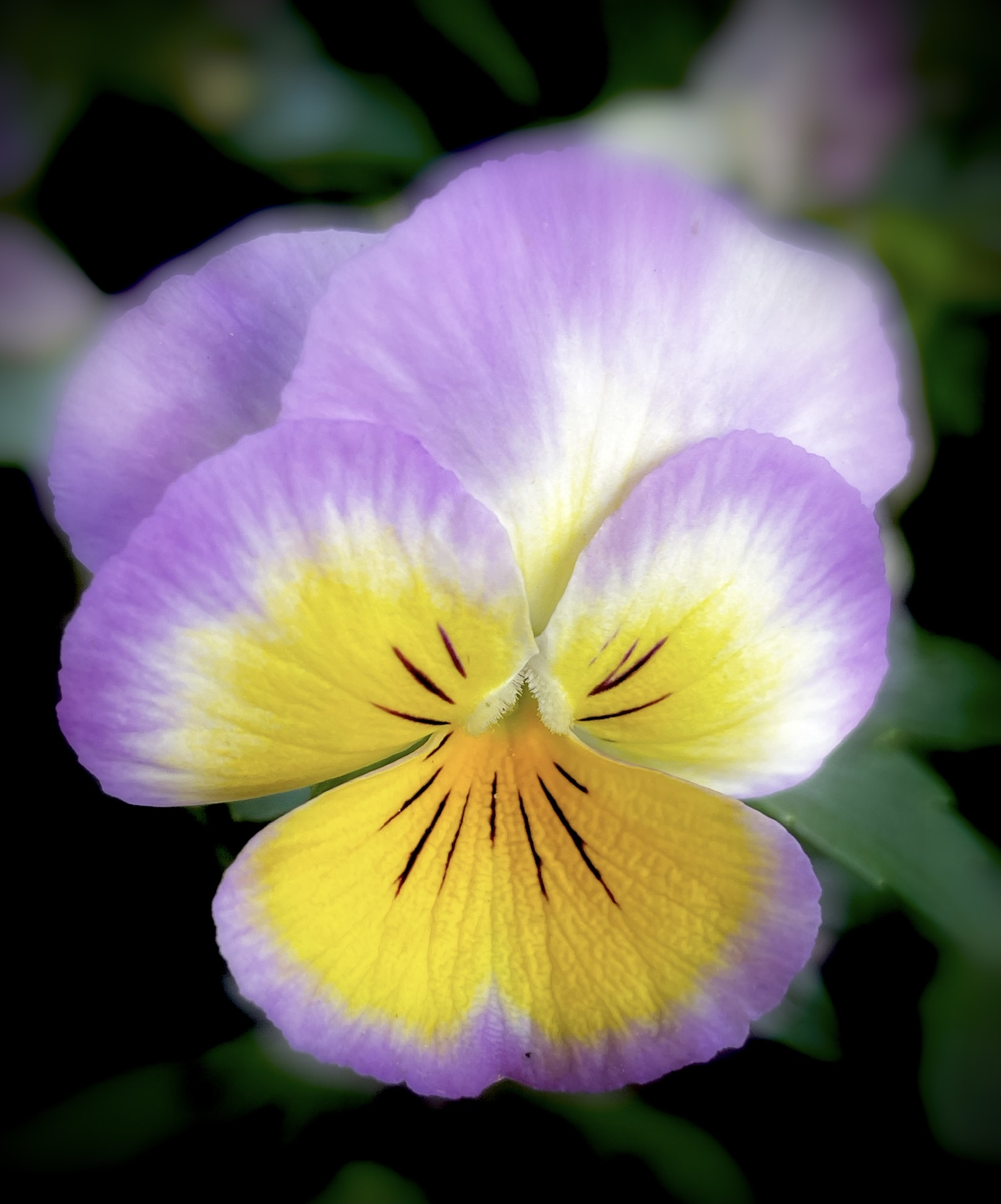 【首发】堇堇菜,猴儿脸