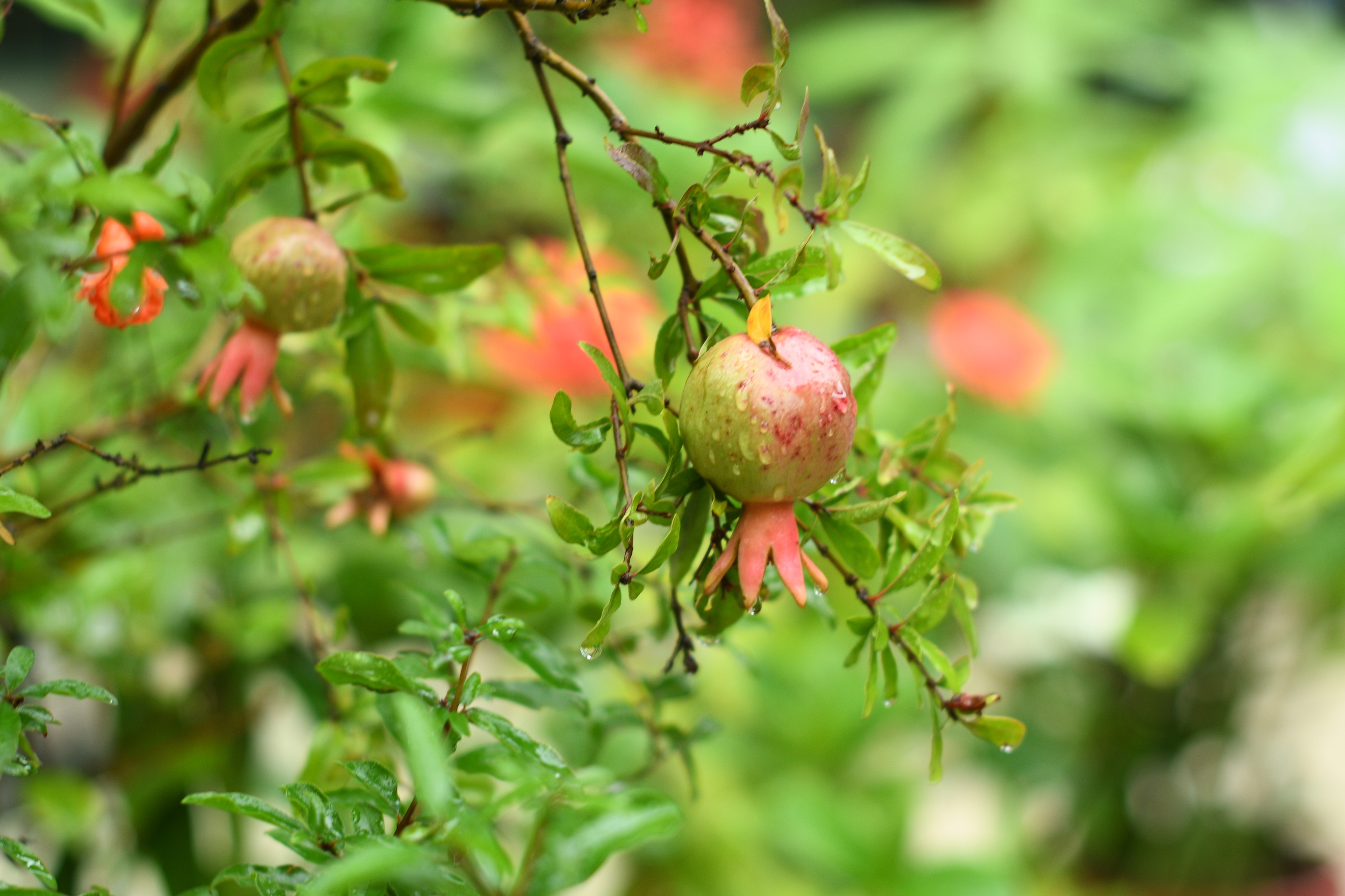 雨后石榴(首发)