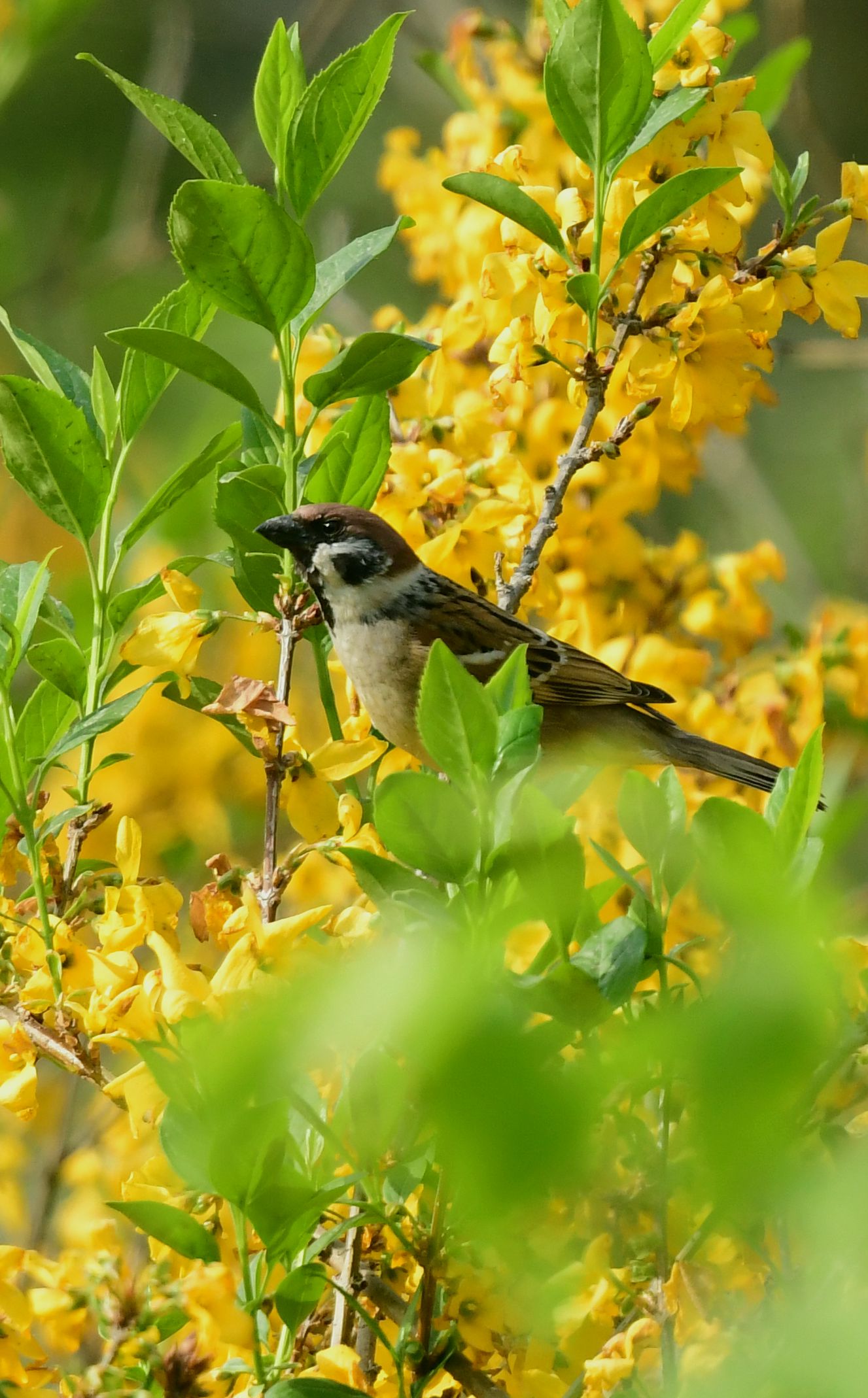 常见的鸟一一麻雀【首发】