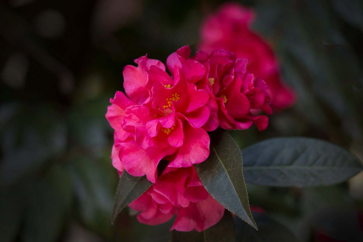 【首发】古树茶花