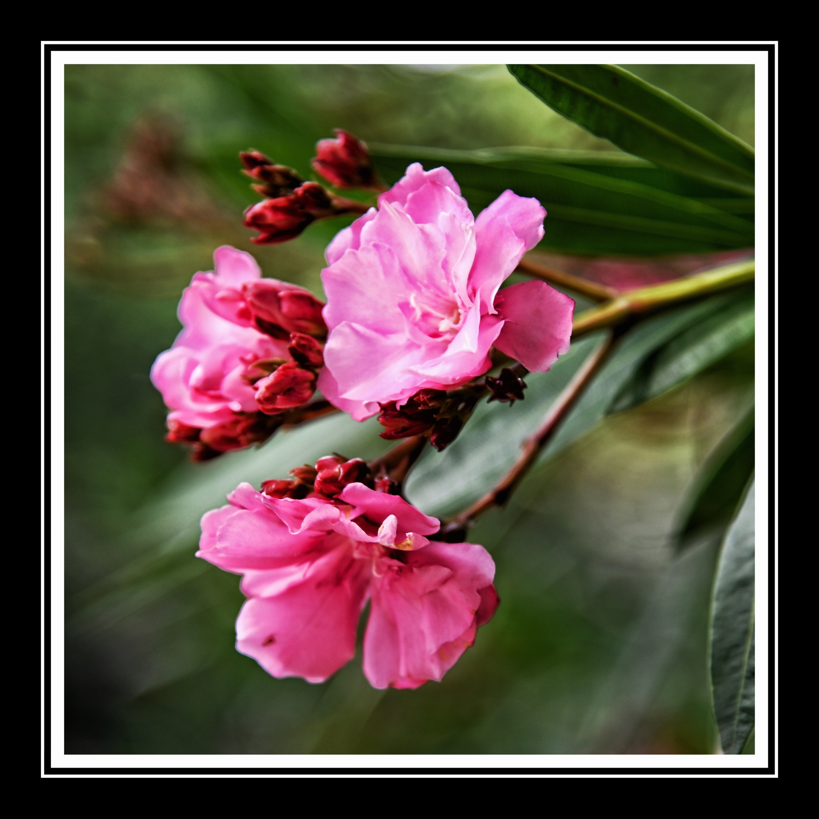 欧洲夹竹桃《首发》