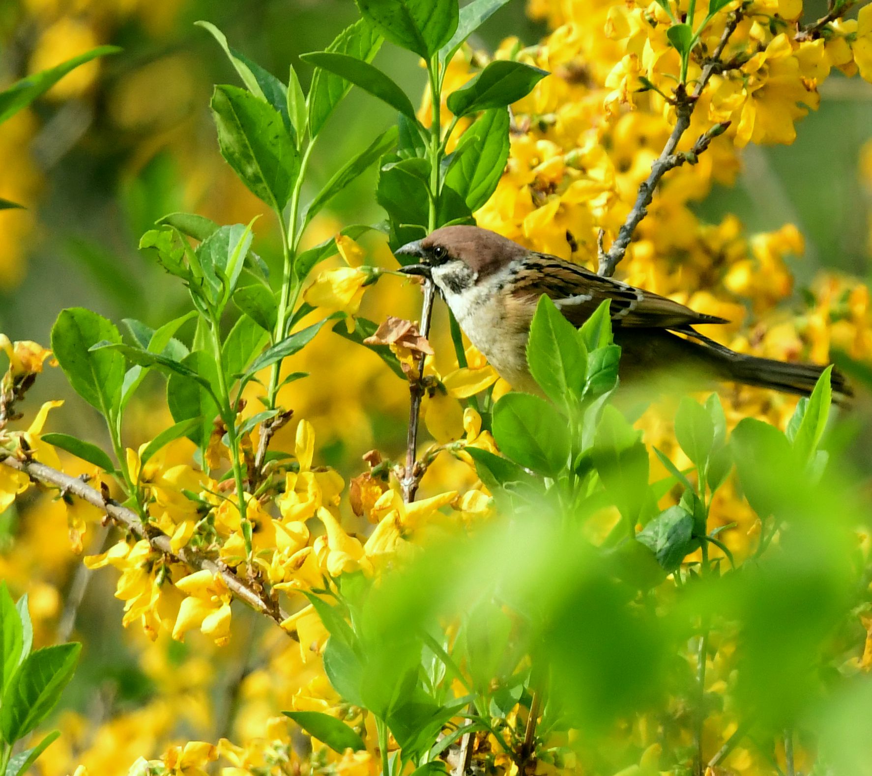 常见的鸟一一麻雀【首发】