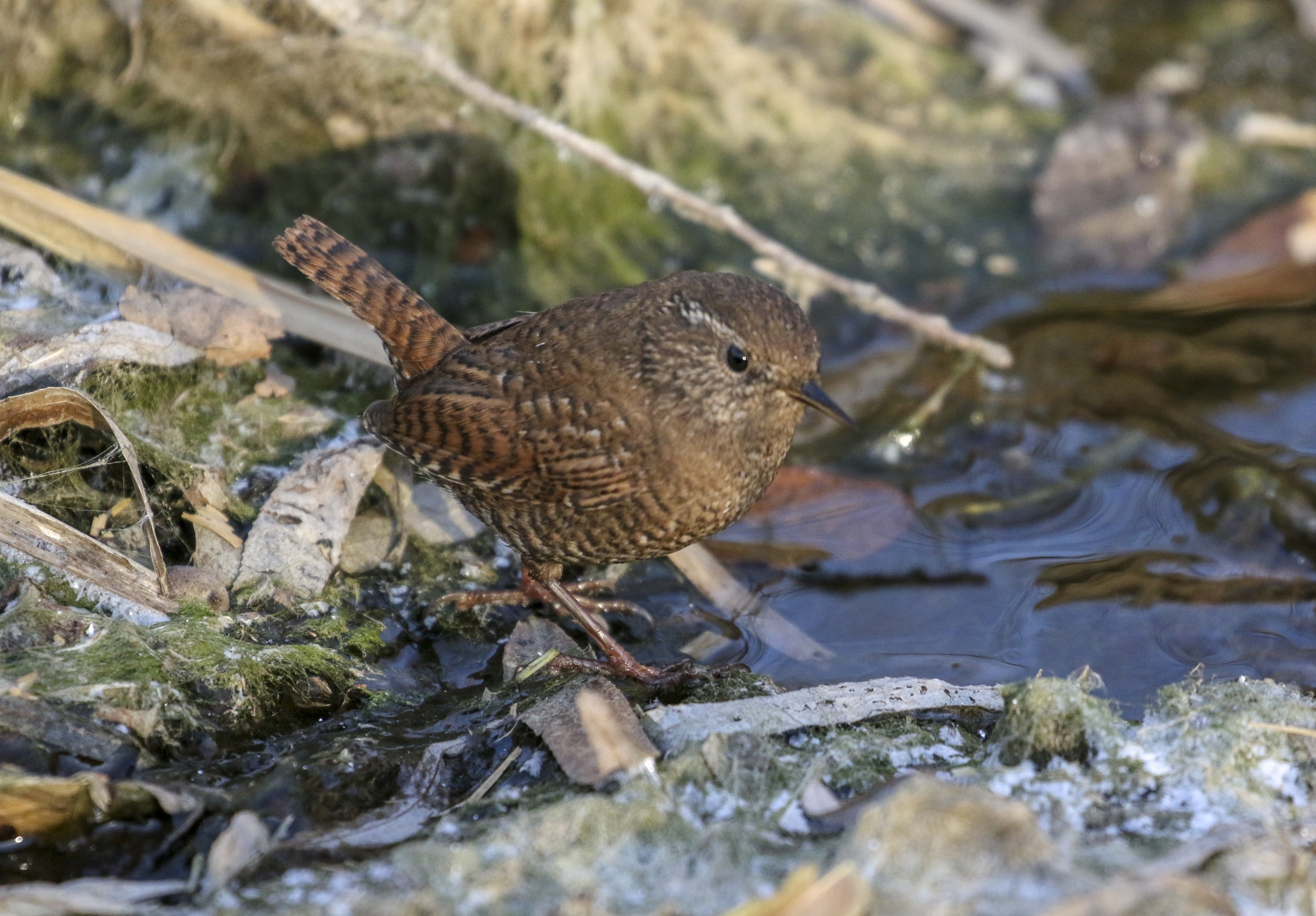 小小鸟儿焦鹩【首发】