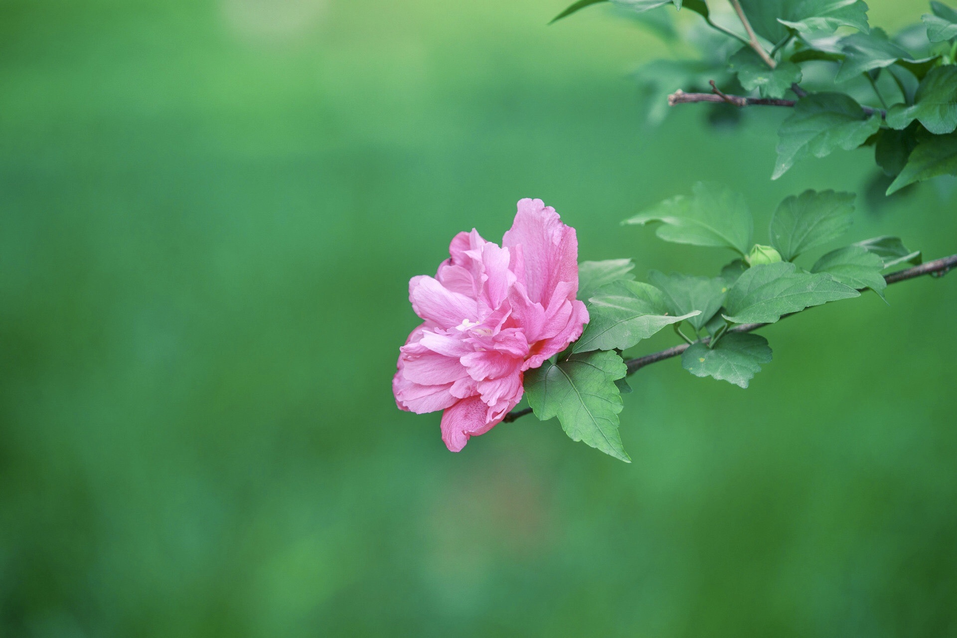 木槿的花语:温柔的坚持,美丽永恒;       温柔的坚持:木槿花