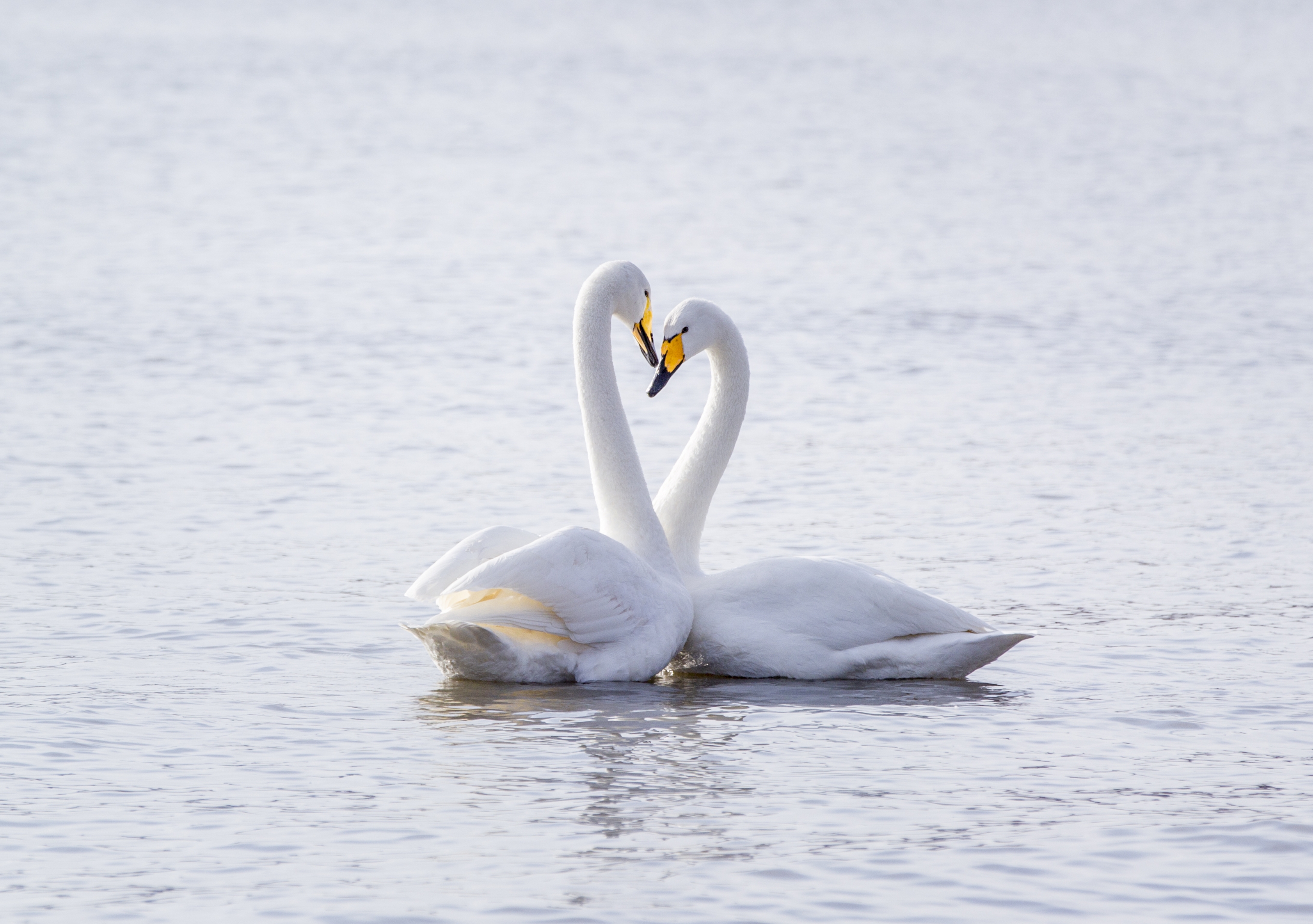 (首发)天鹅恩爱秀