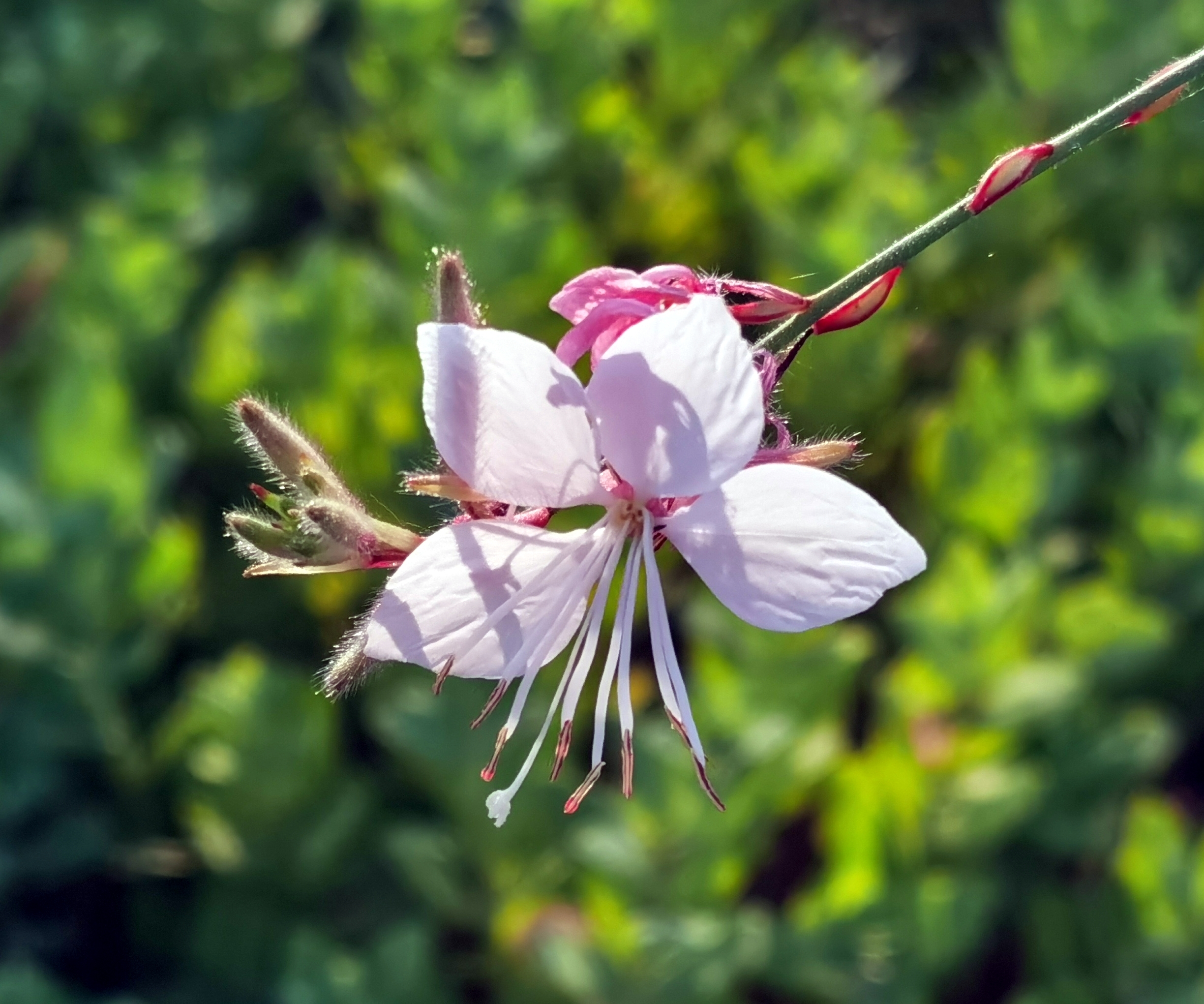 千鸟花【首发】