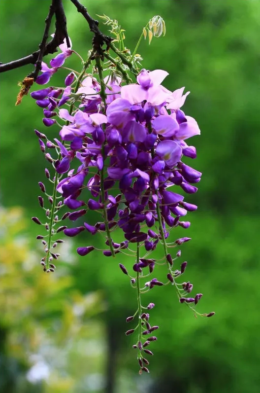 紫腾花【vv首发】