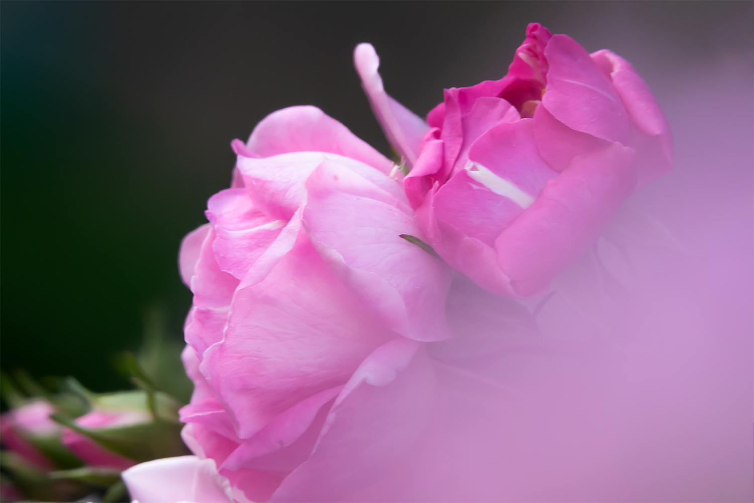 月季花香令我陶醉