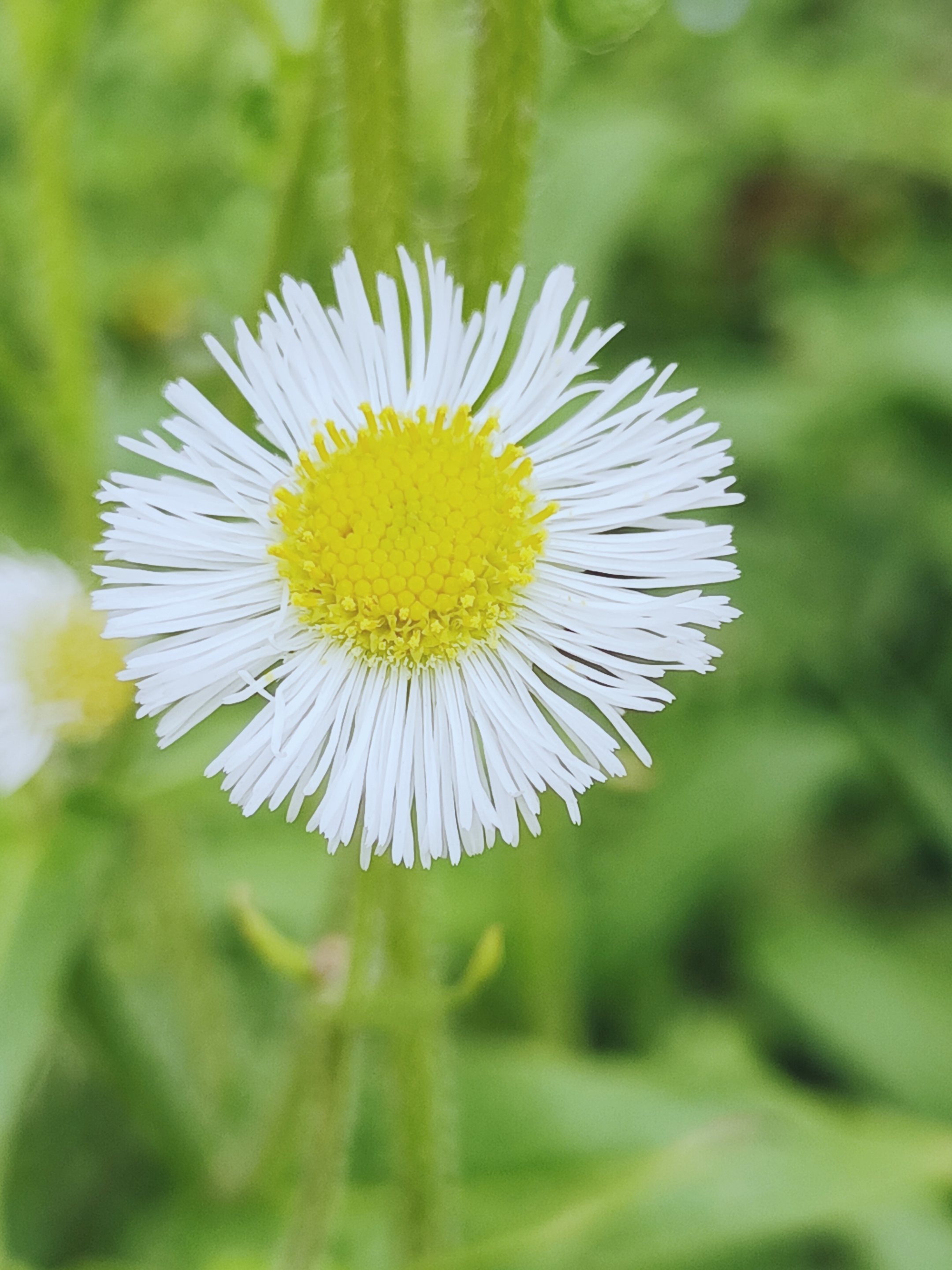 【摄影首发】春飞蓬