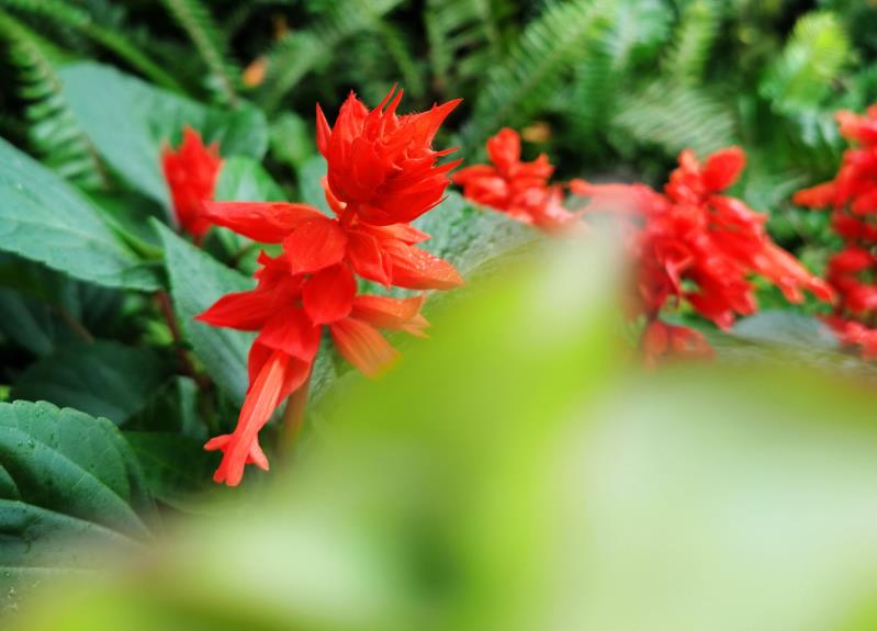 热情奔放的爆仗花