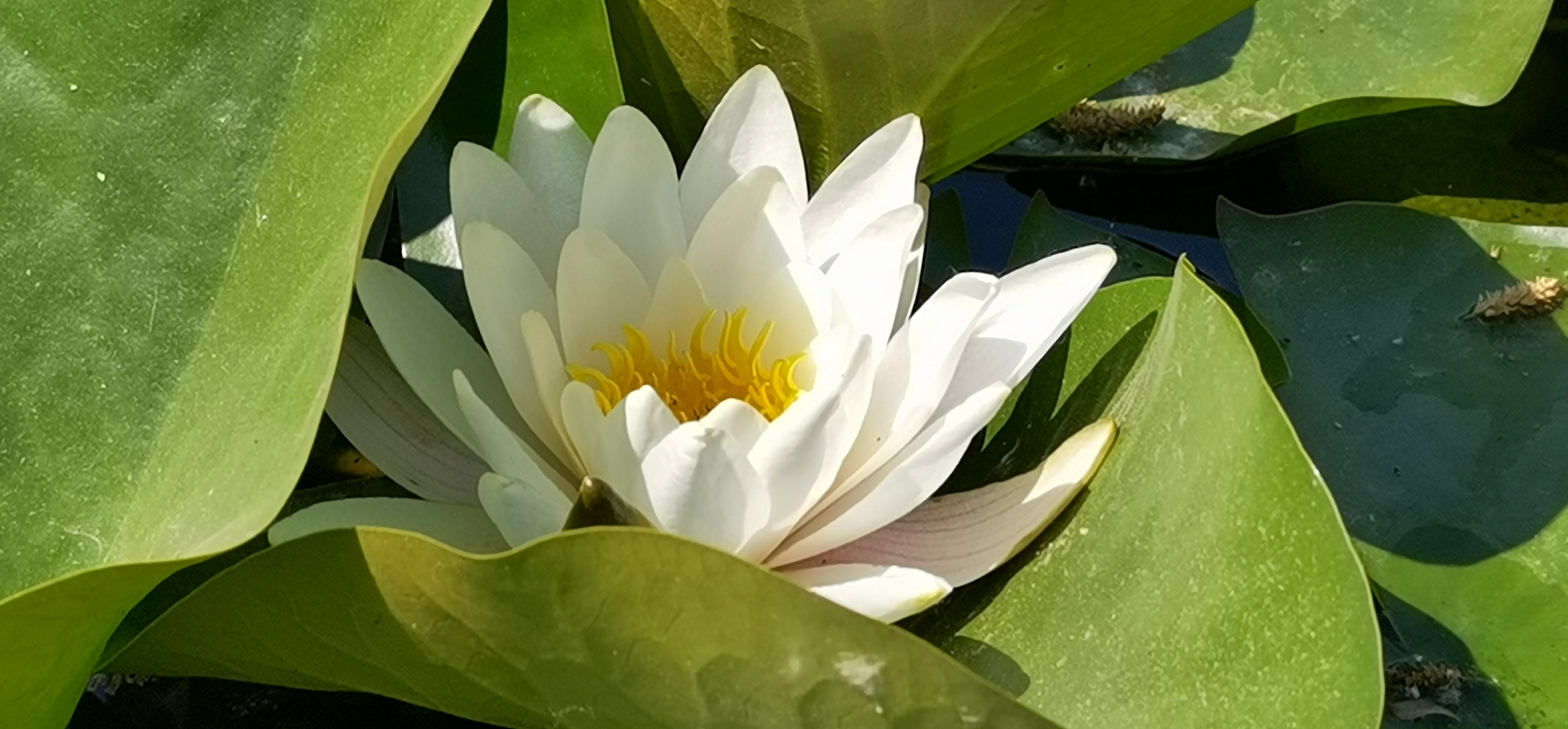 圣洁的莲花(首发)