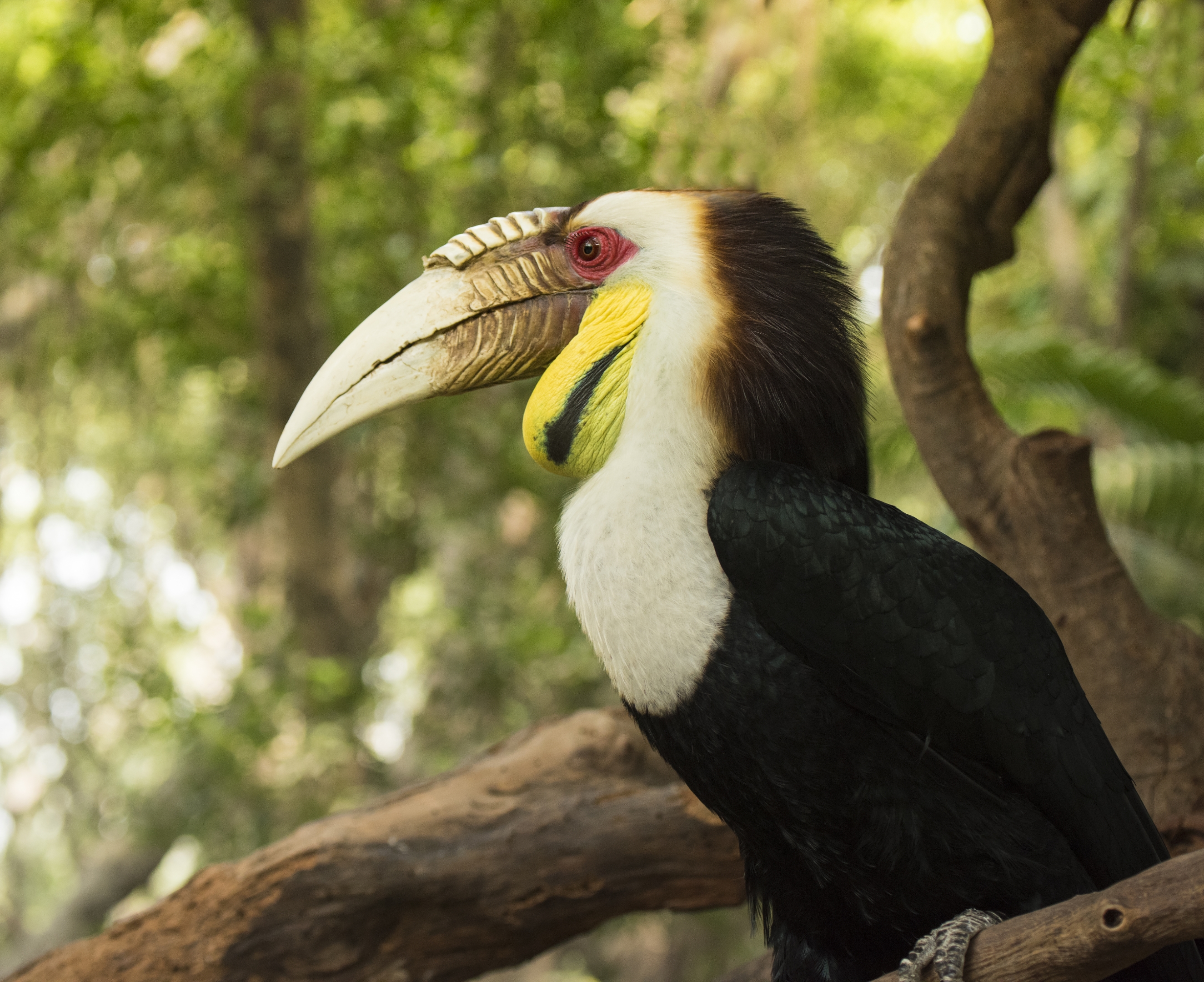 大嘴犀鸟的爱情故事首发
