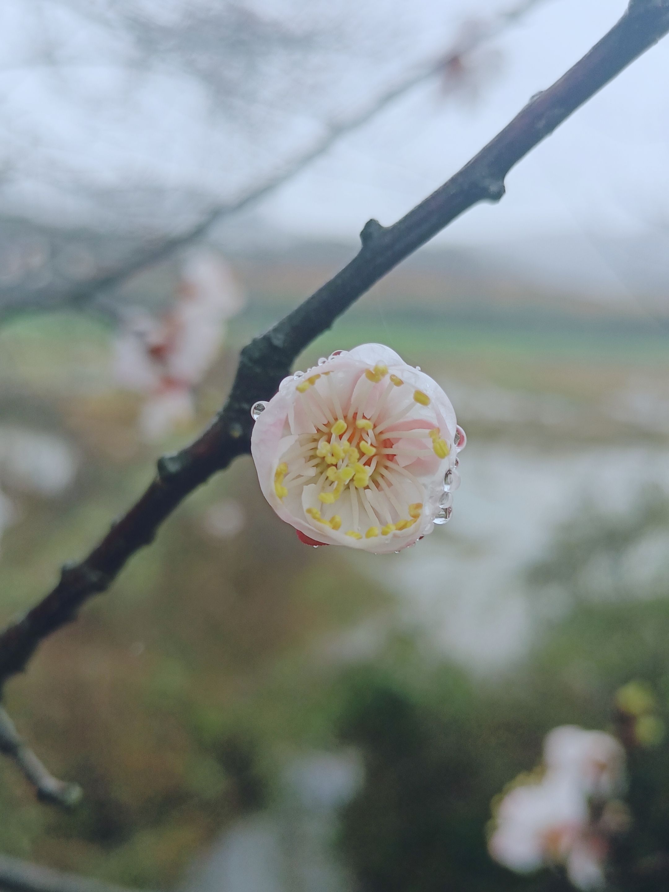 【摄影首发】雨中杏花