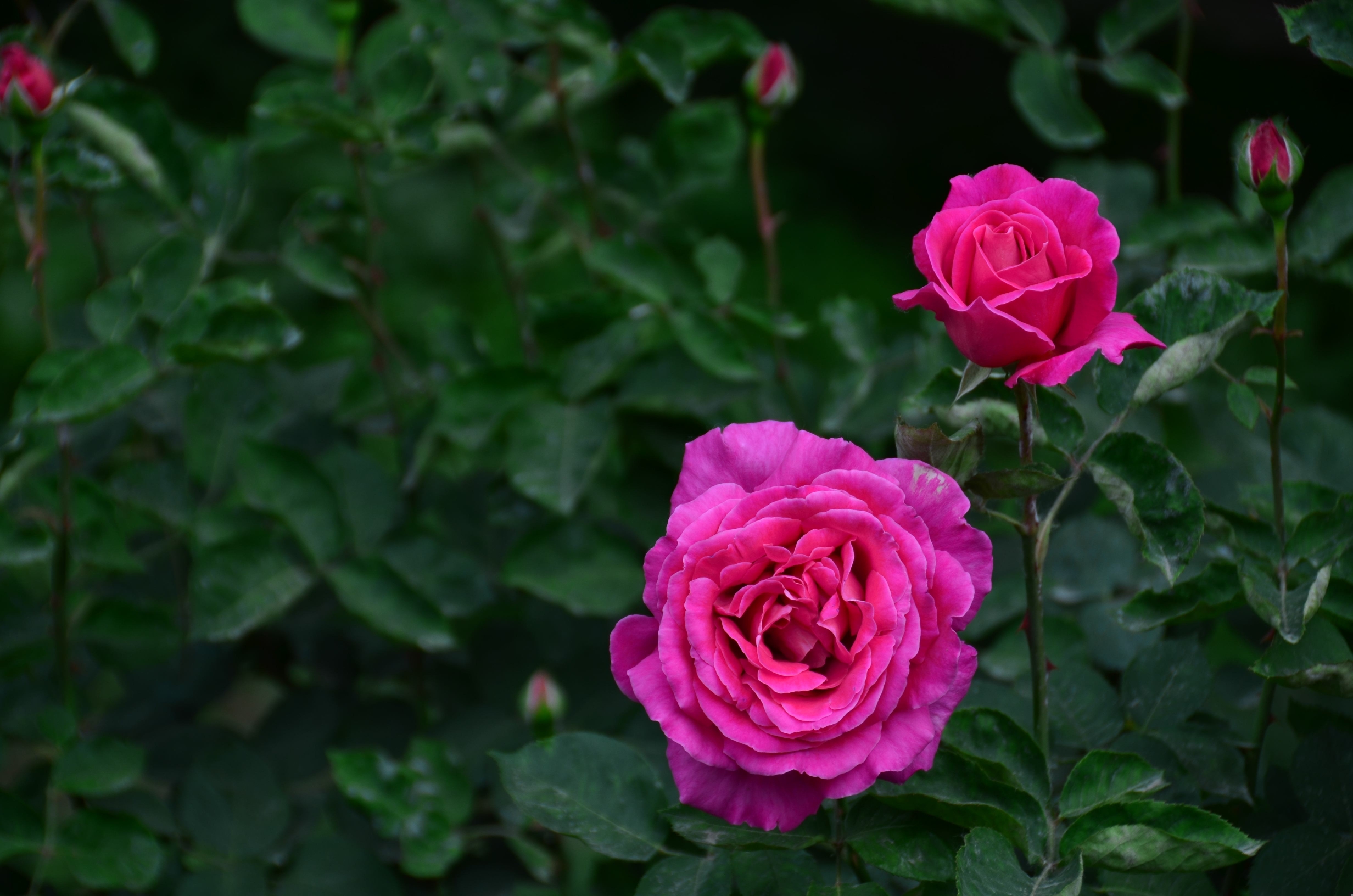 【首发】同题诗学作之:月季和玫瑰