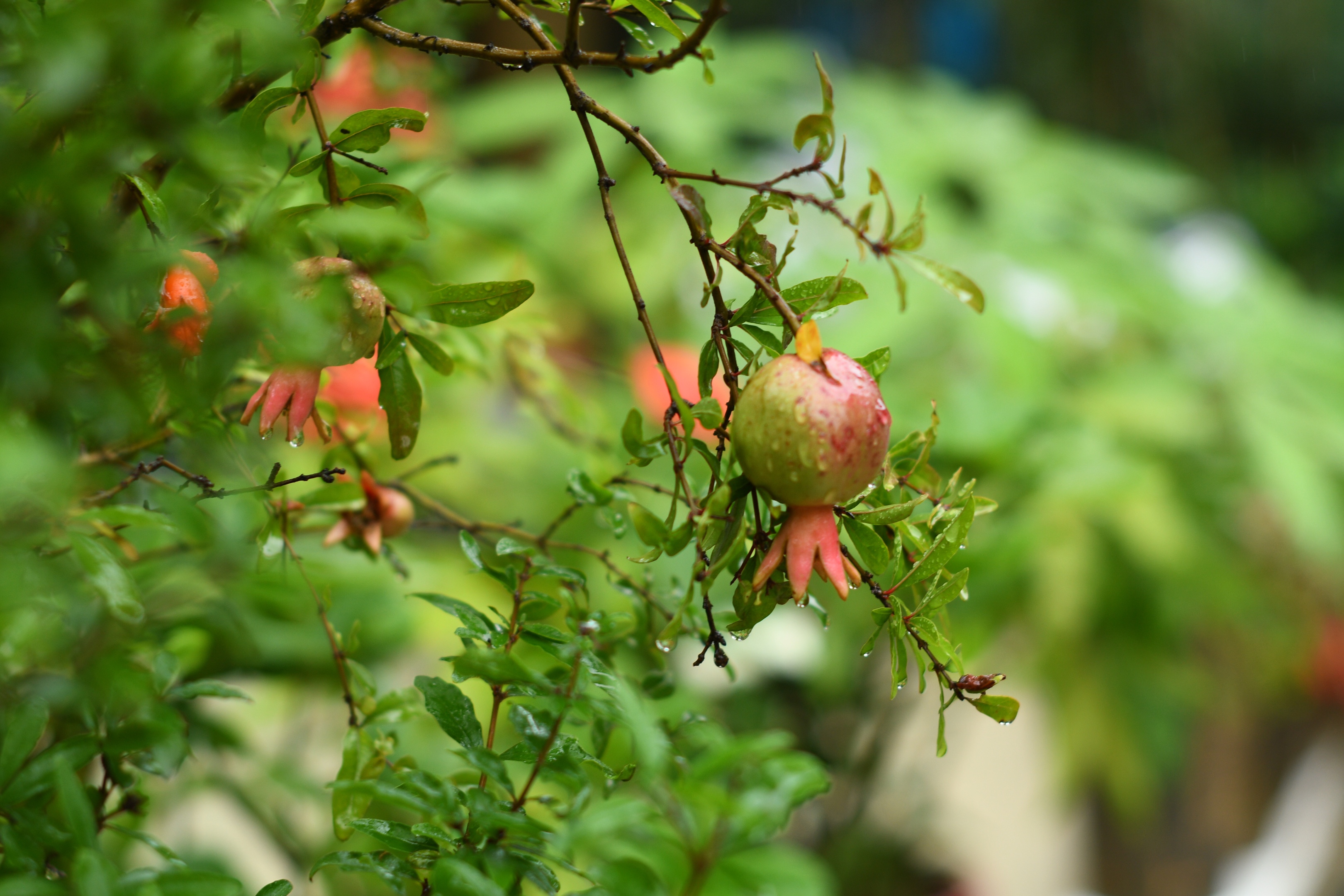 惟见石榴新蕊,一枝开. 冰簟堆云髻,金尊滟玉醅. 绿