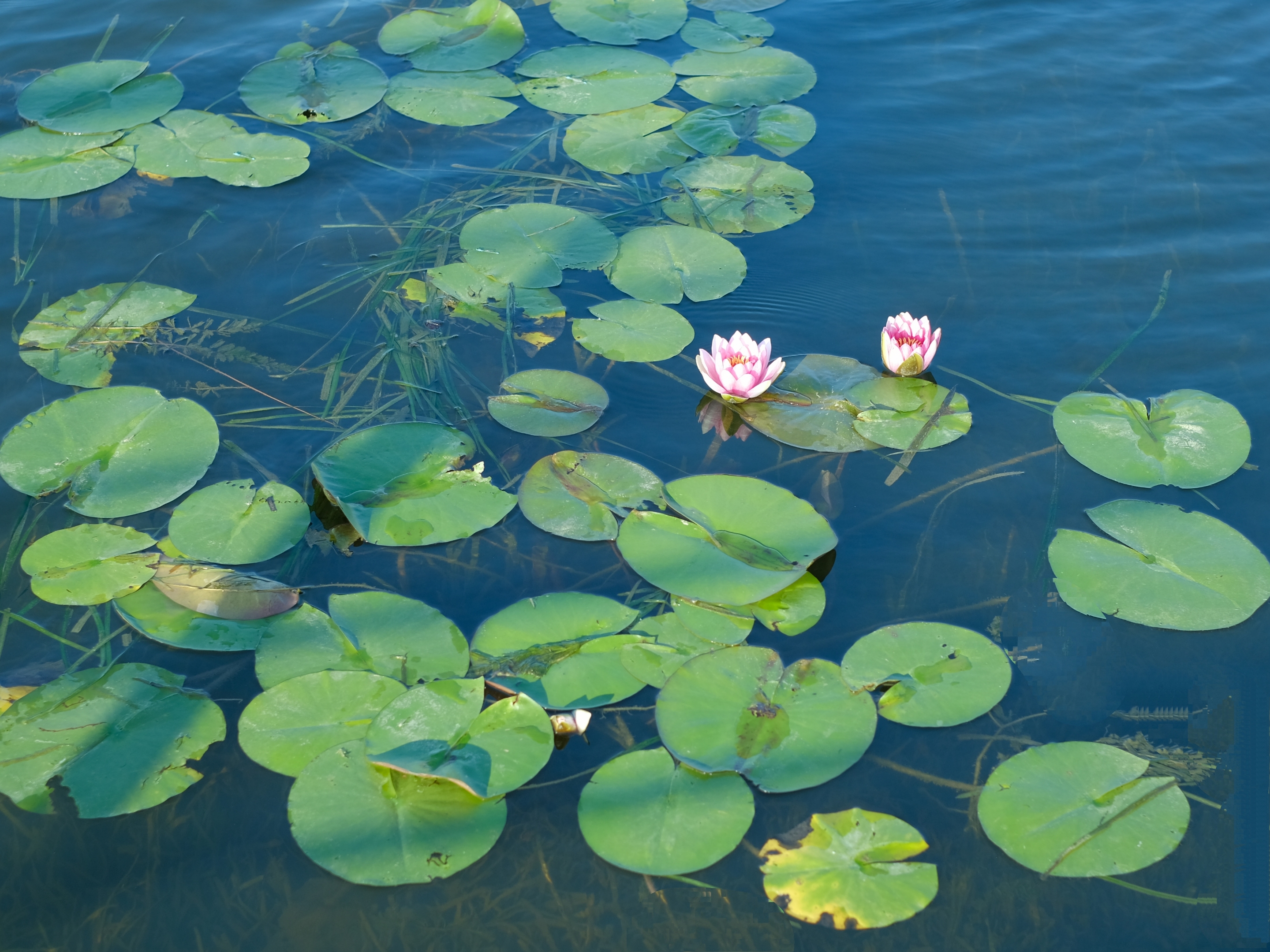 化身为莲*睡莲之美