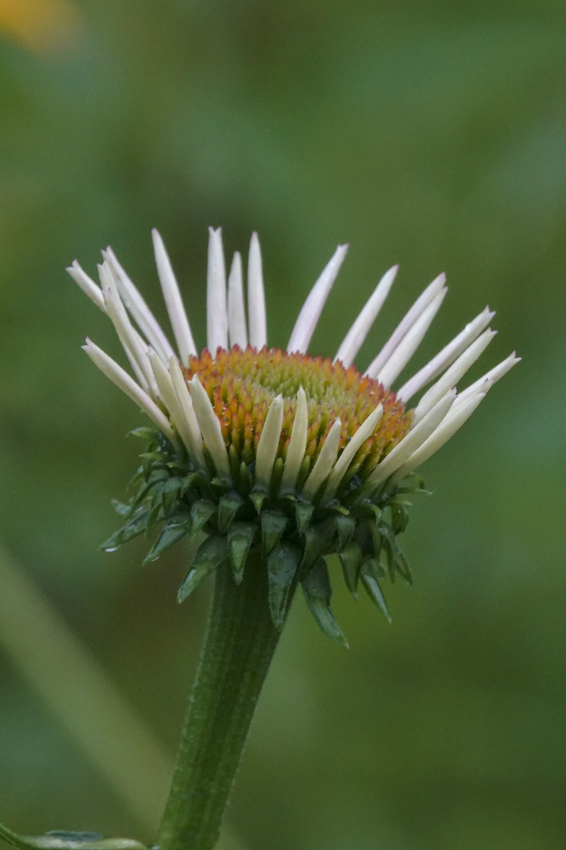【首发】松果菊(八)