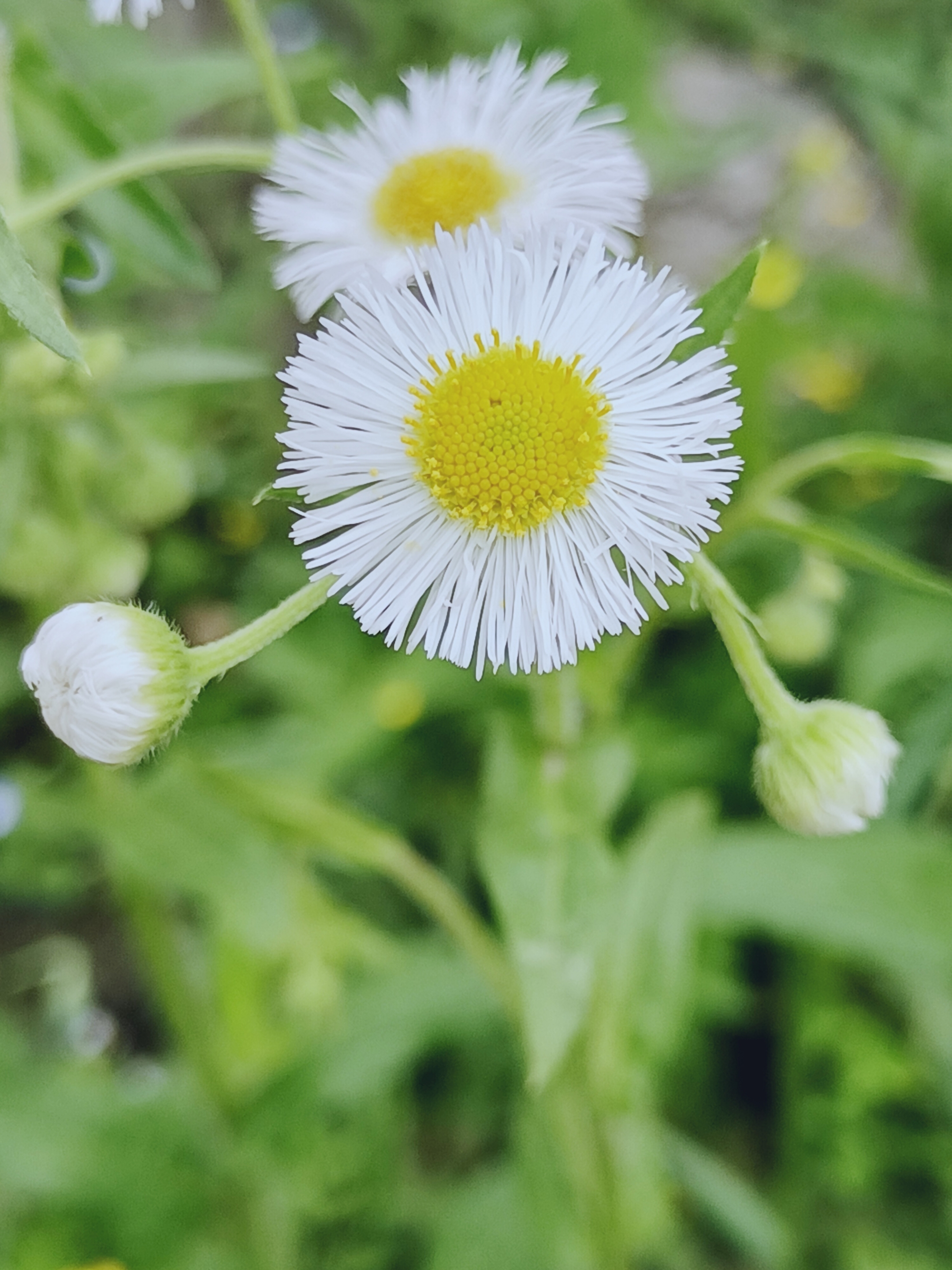 【摄影首发】春飞蓬