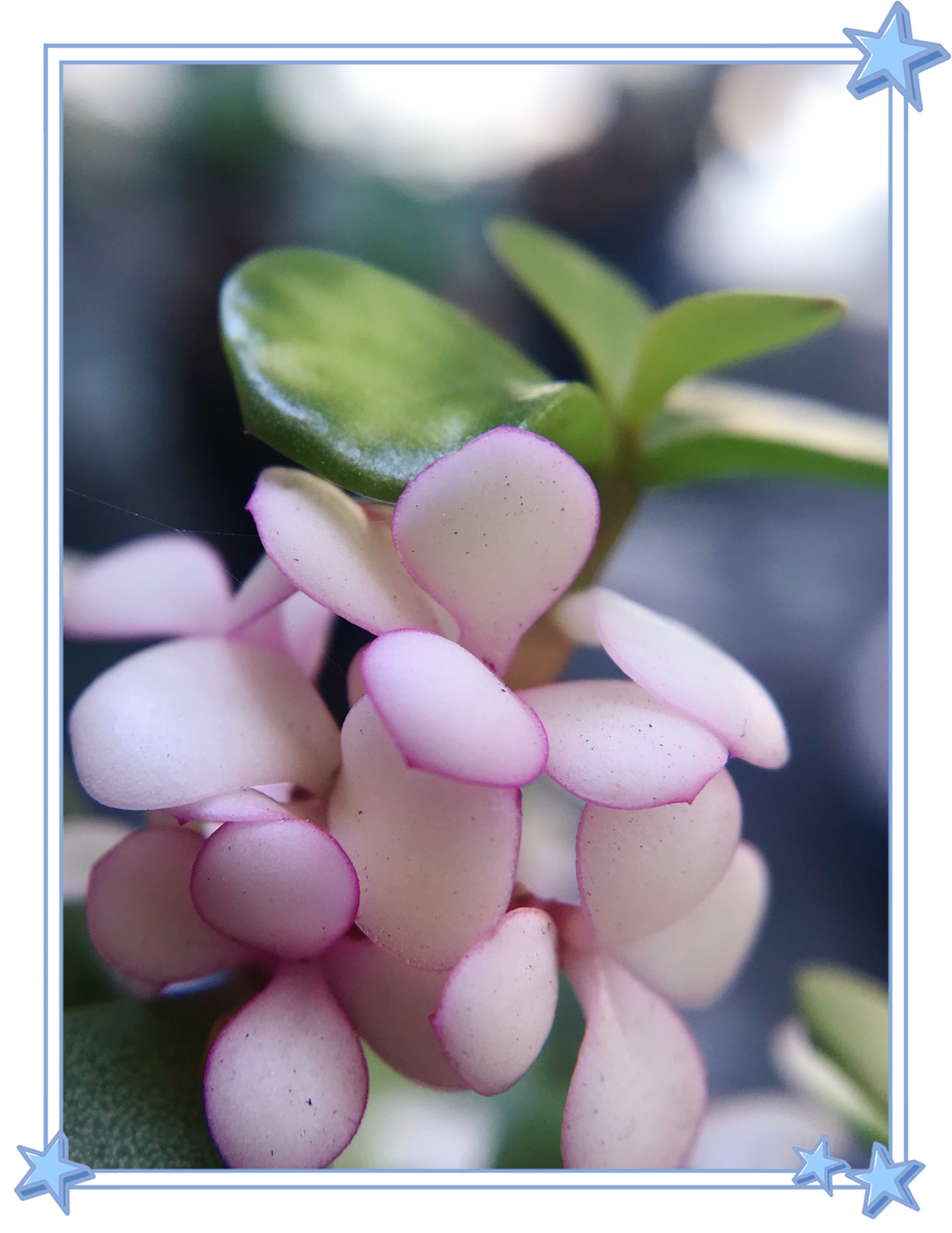 【首发】粉色系太阳花