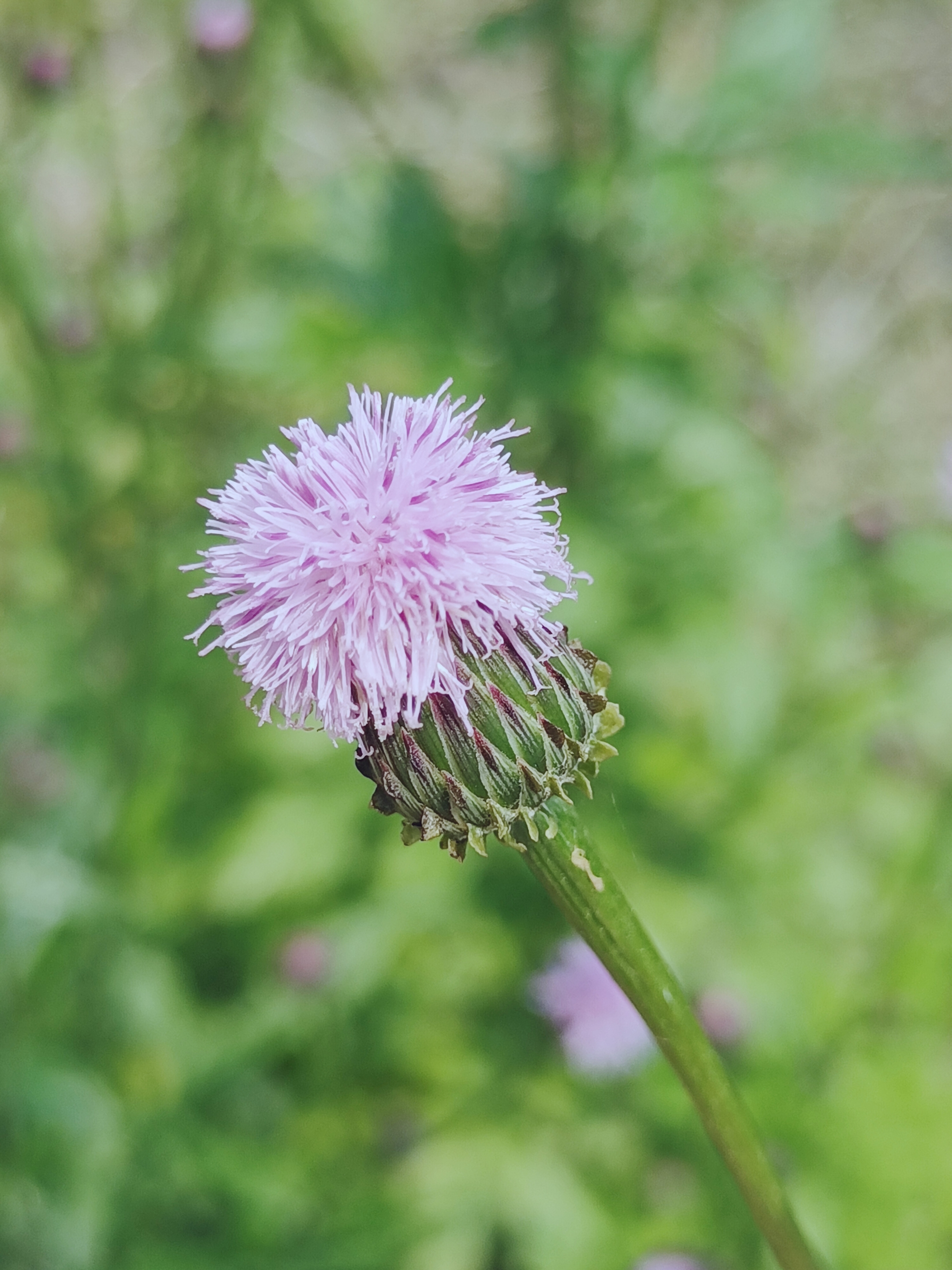 【首发】泥胡菜