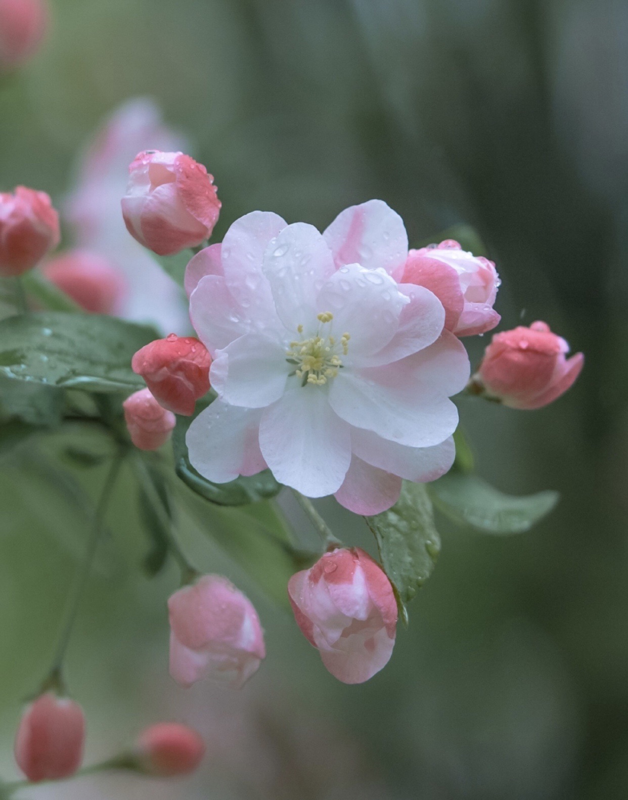 欲与春争媚,嫣然一笑芳.