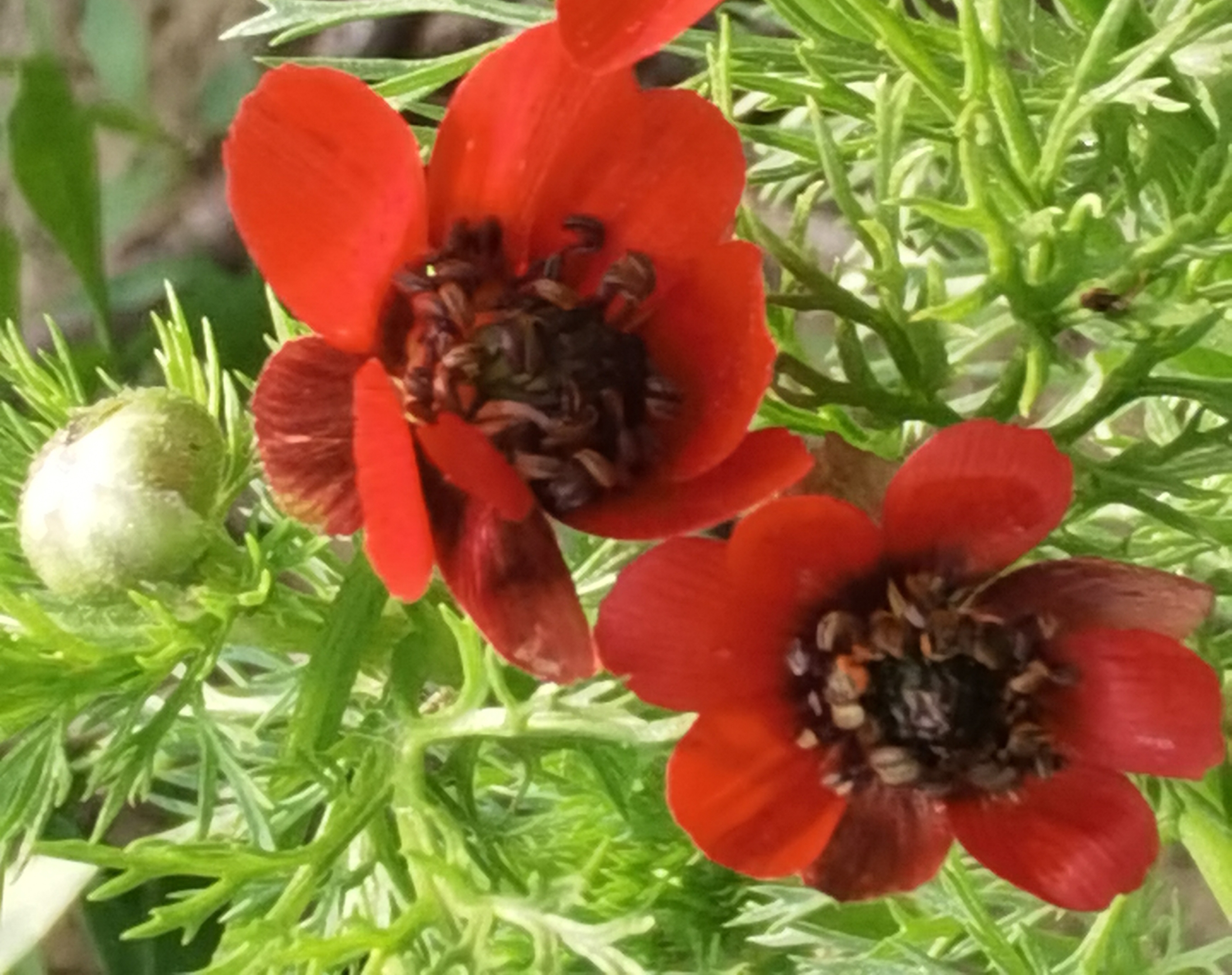 【首发】夏侧金盏花你们认识吗?可好看了