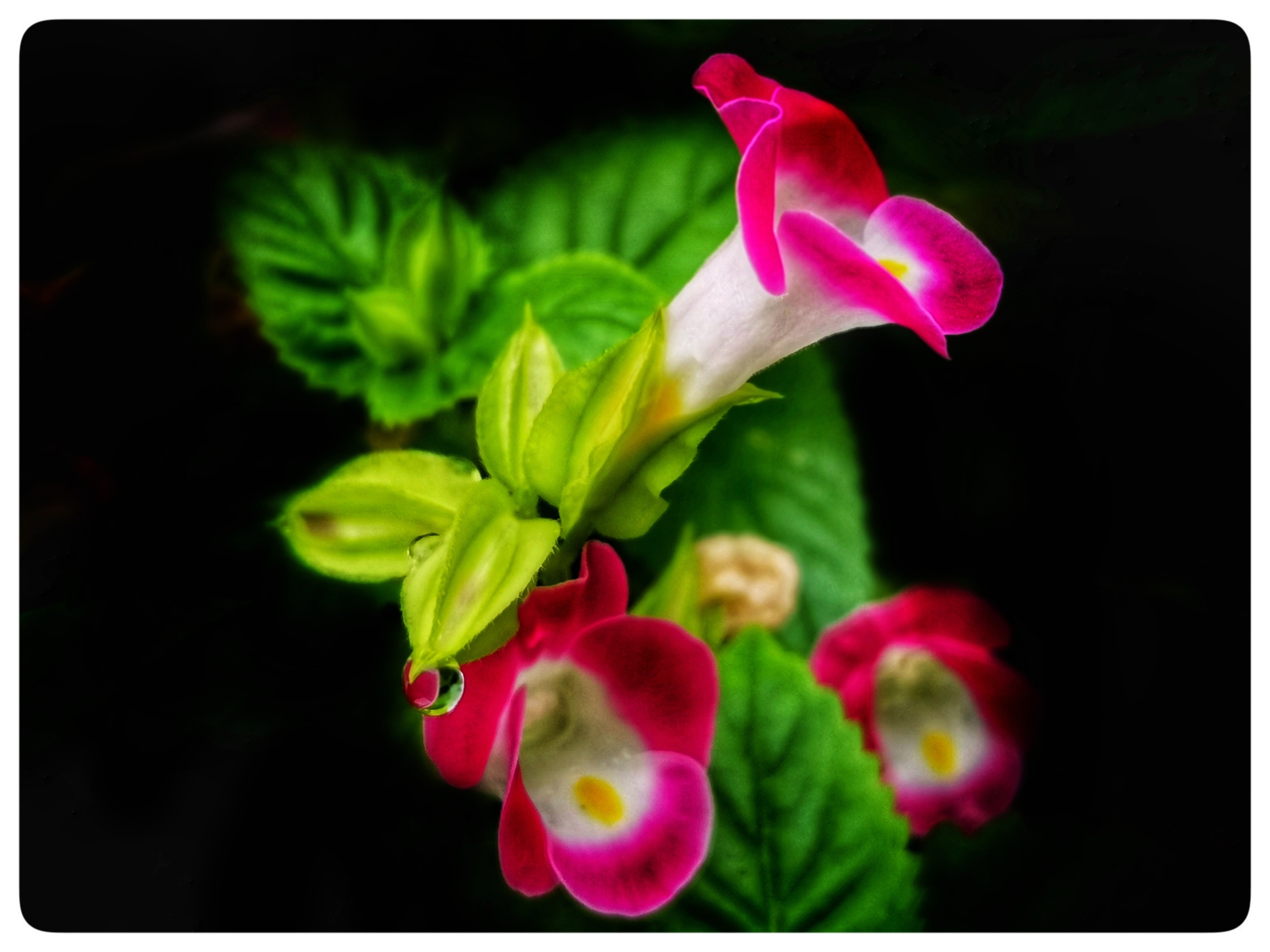 让人思念的蓝猪耳花原创首发