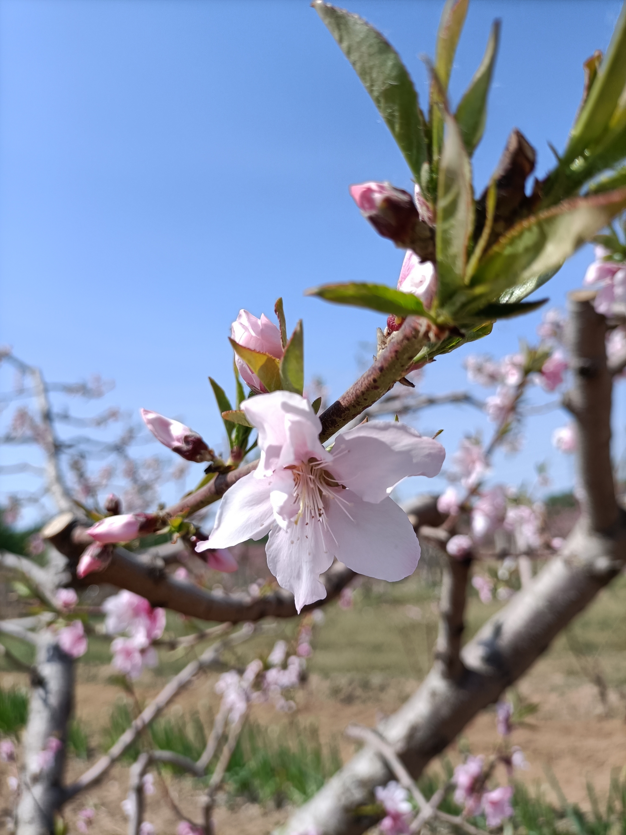 桃花