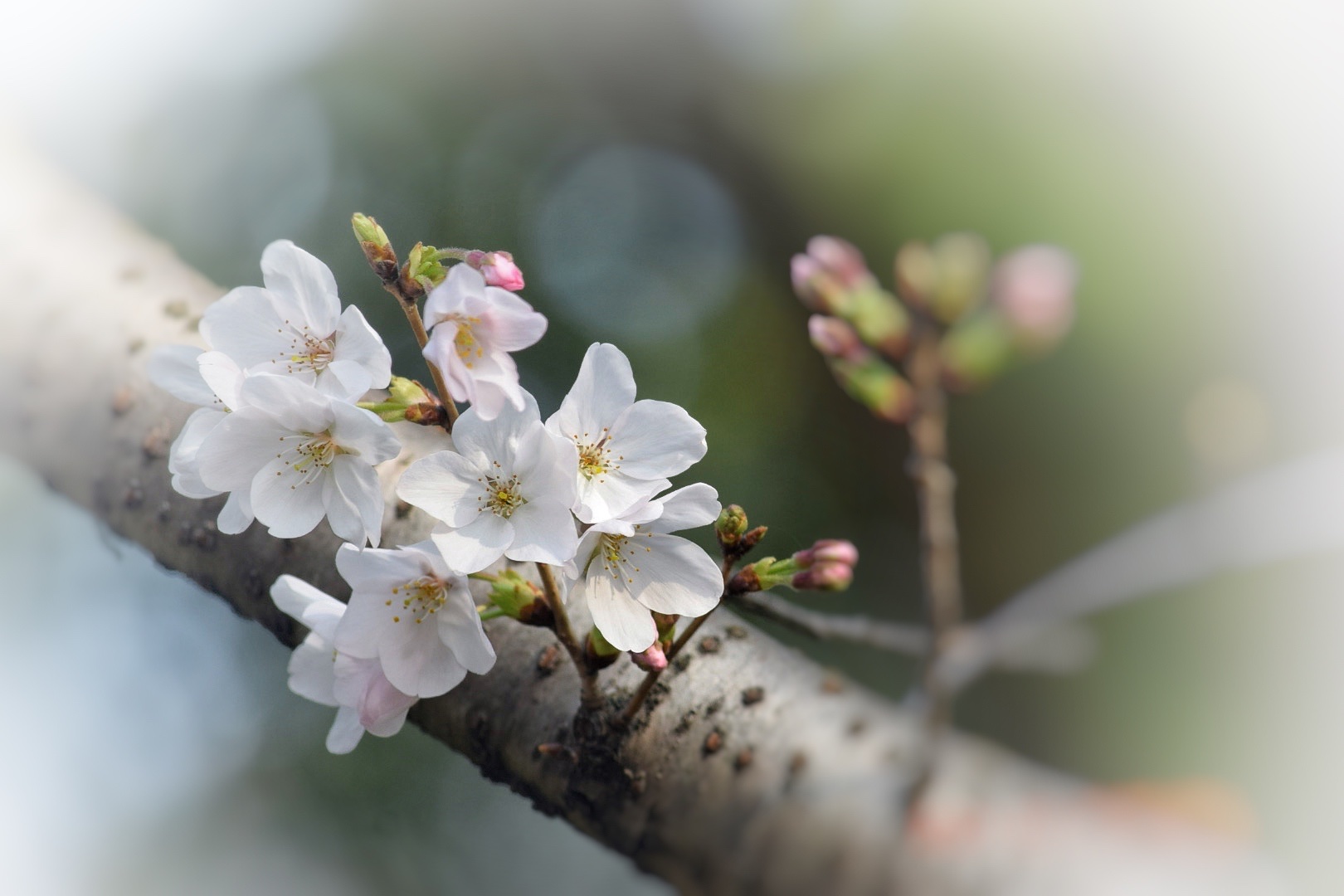 风吹樱花舞 踏实走沧桑 (首发)