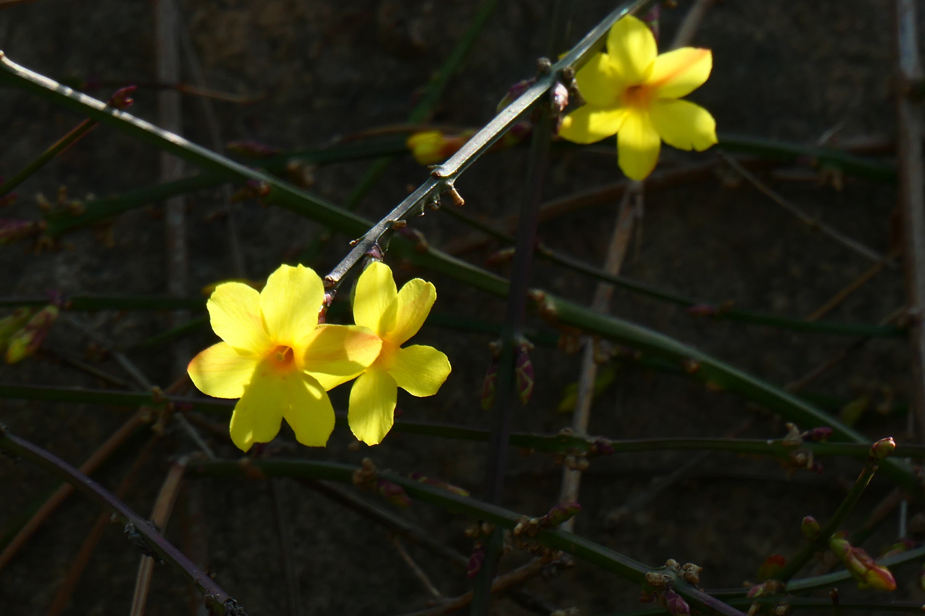 春風拂柳迎春花開