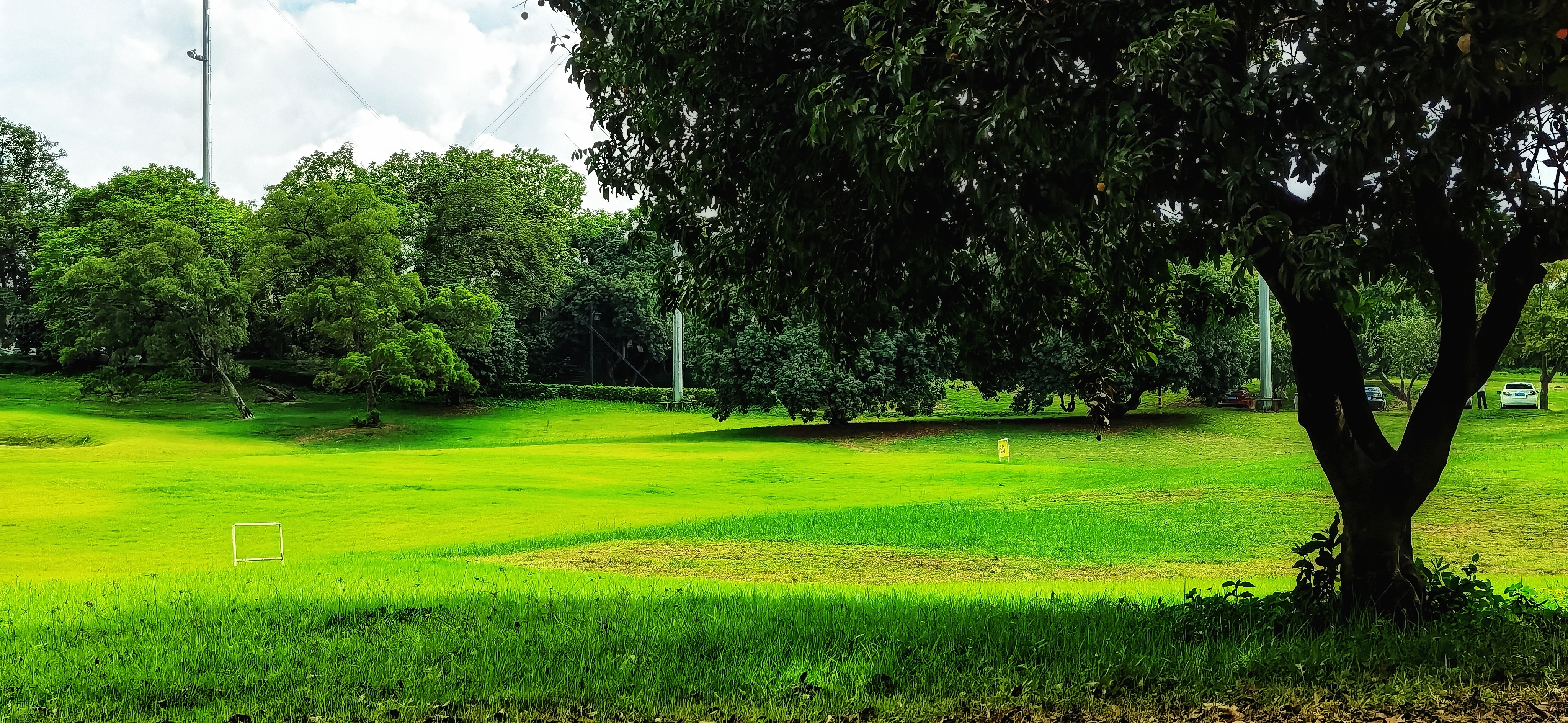 大树底下 [首发]