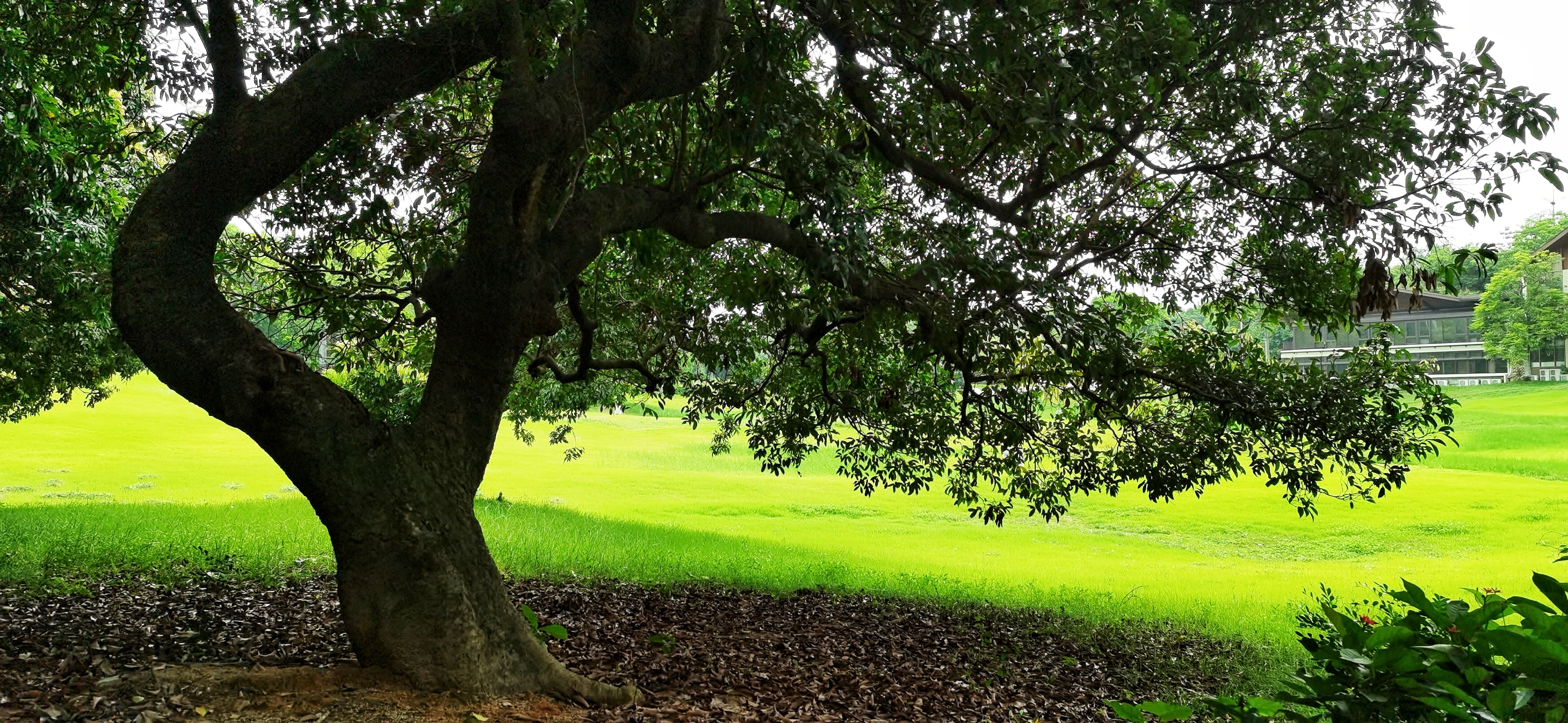 大树底下 [首发]
