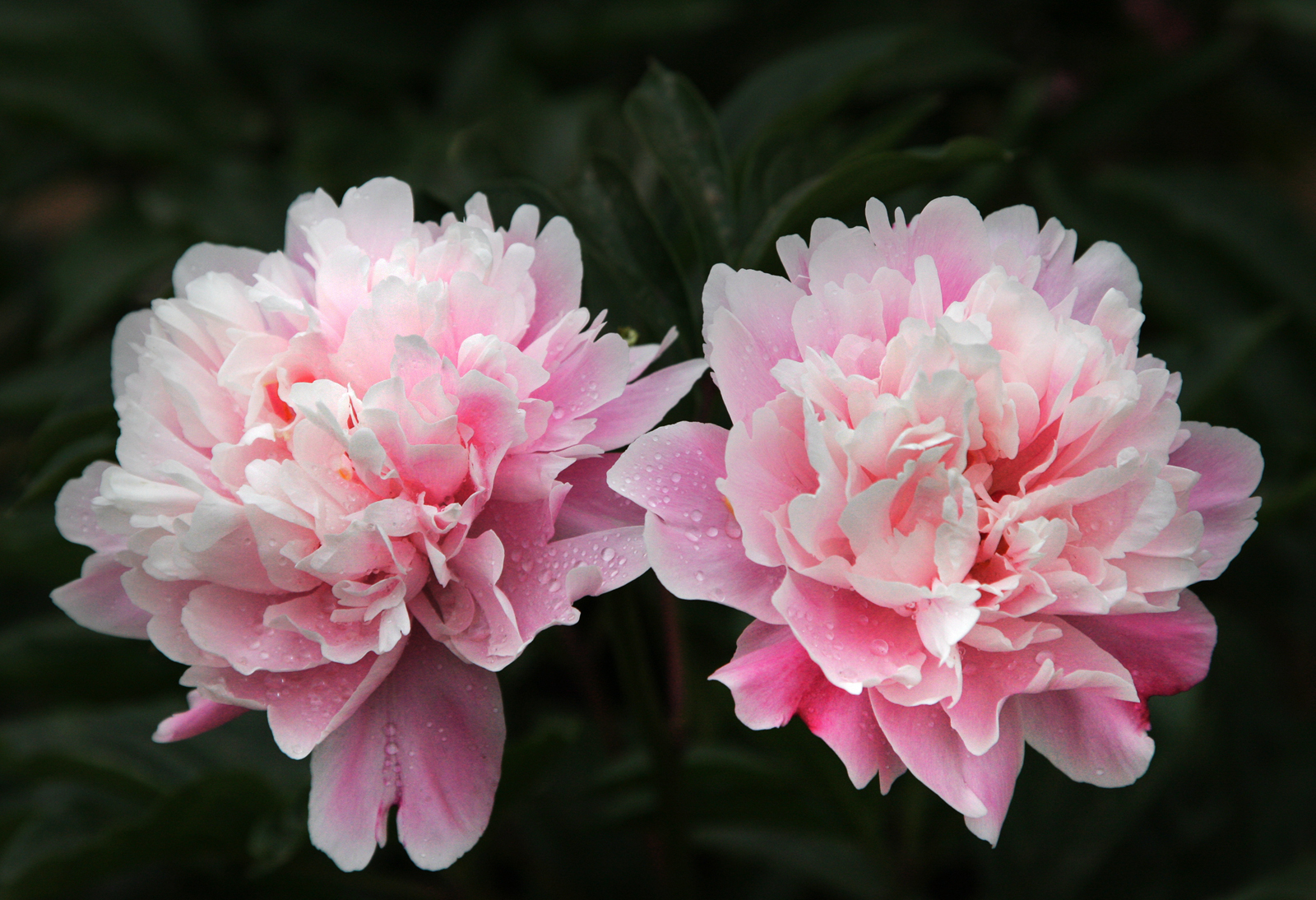 【首发】十大名花之芍药