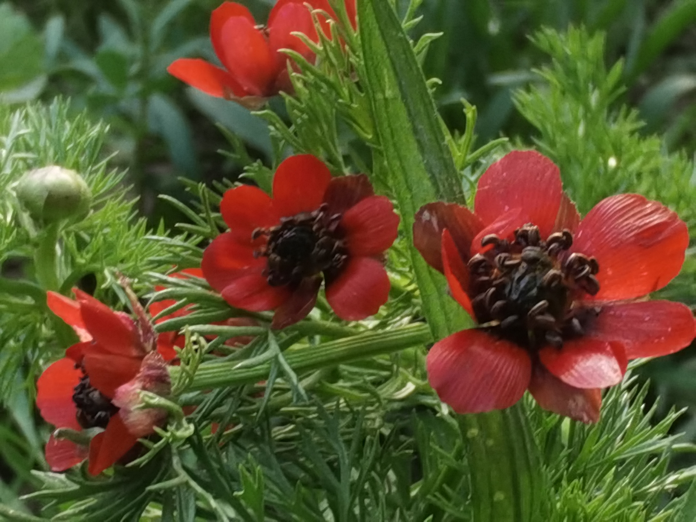 【首发】夏侧金盏花你们认识吗?可好看了