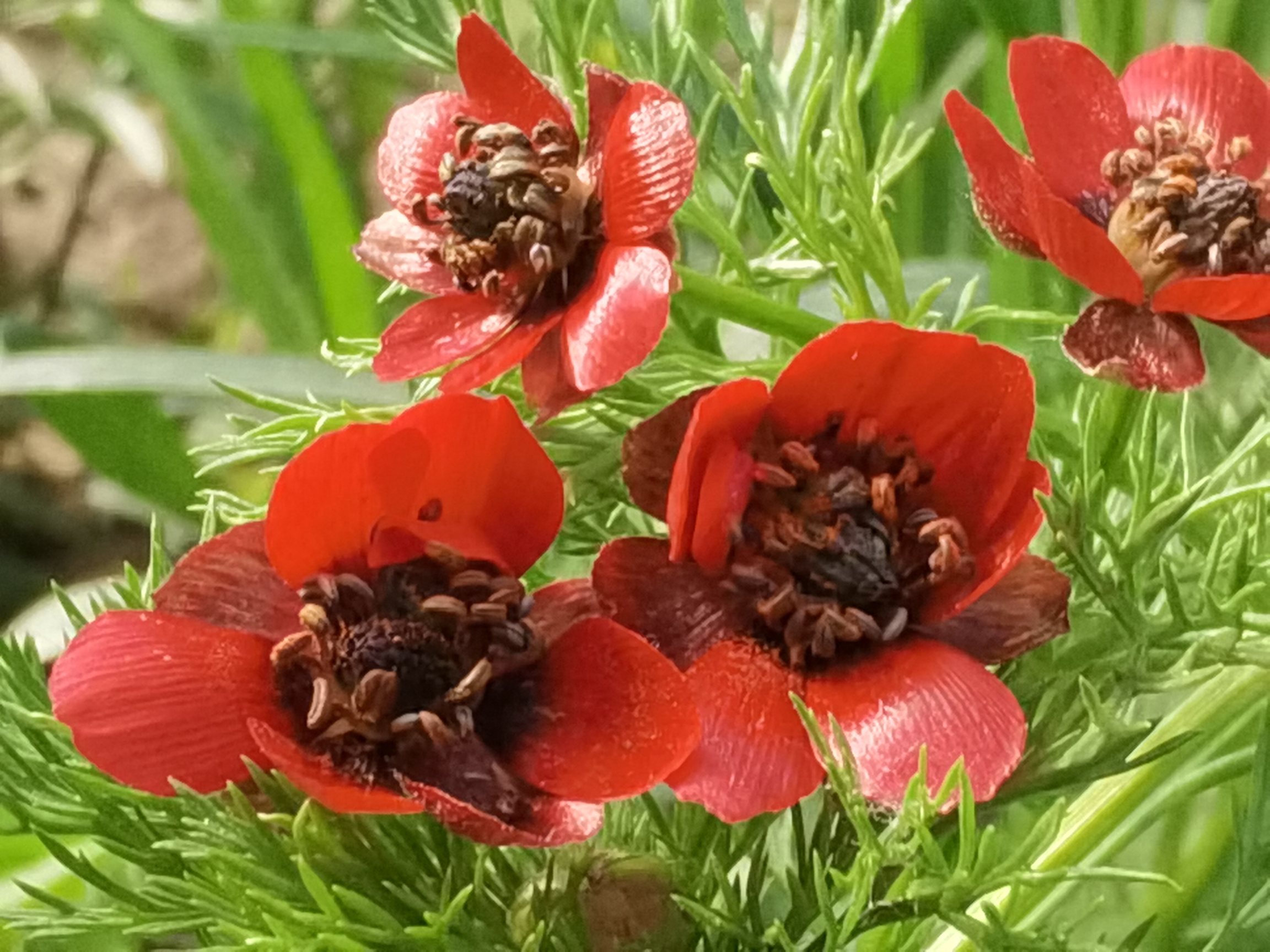 【首发】夏侧金盏花你们认识吗?可好看了