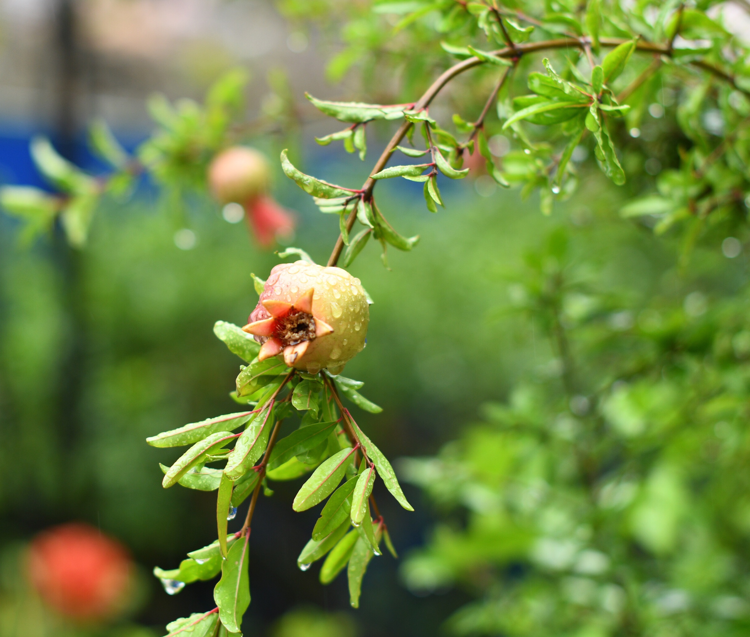 雨后石榴(首发)