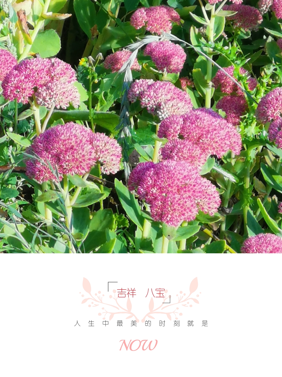 吉祥如意八宝花