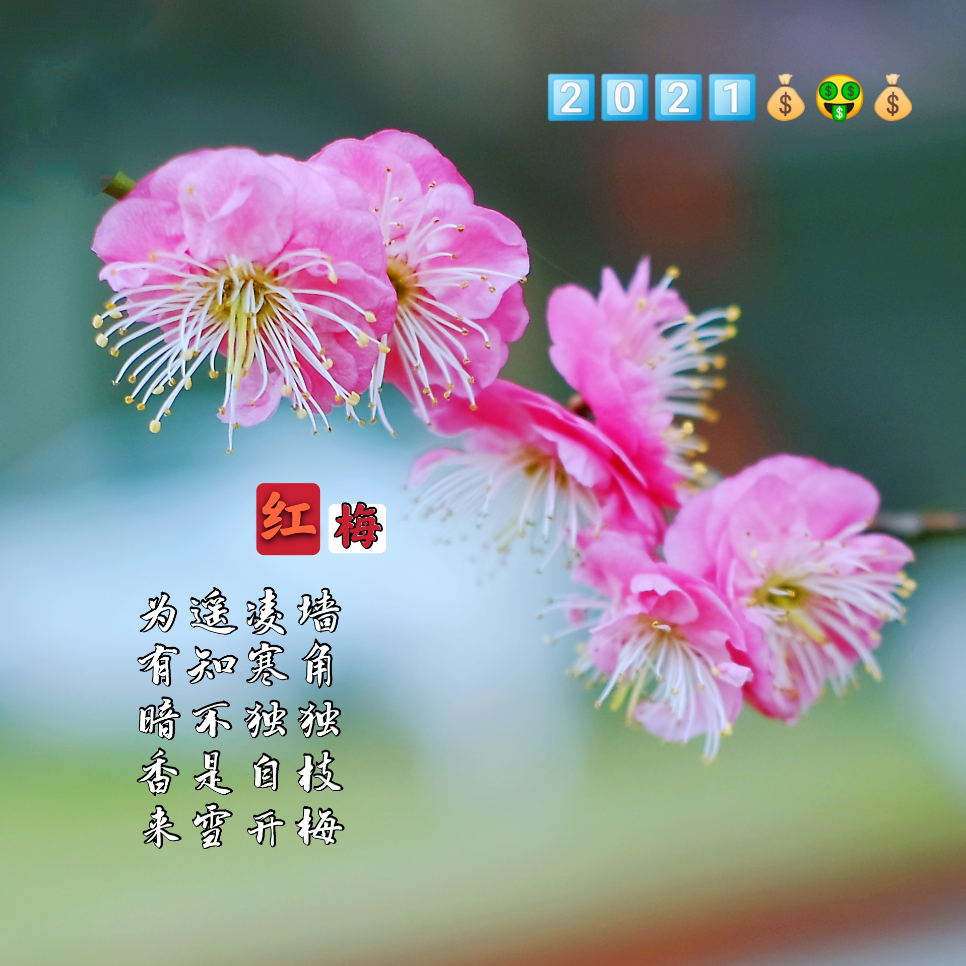 正月初一第一拍*红梅