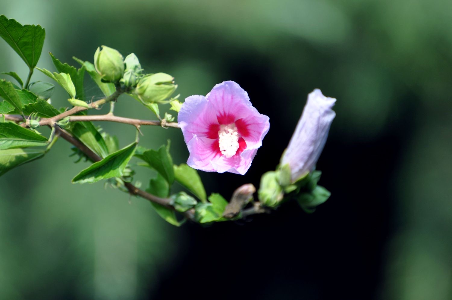 【首发】木槿花