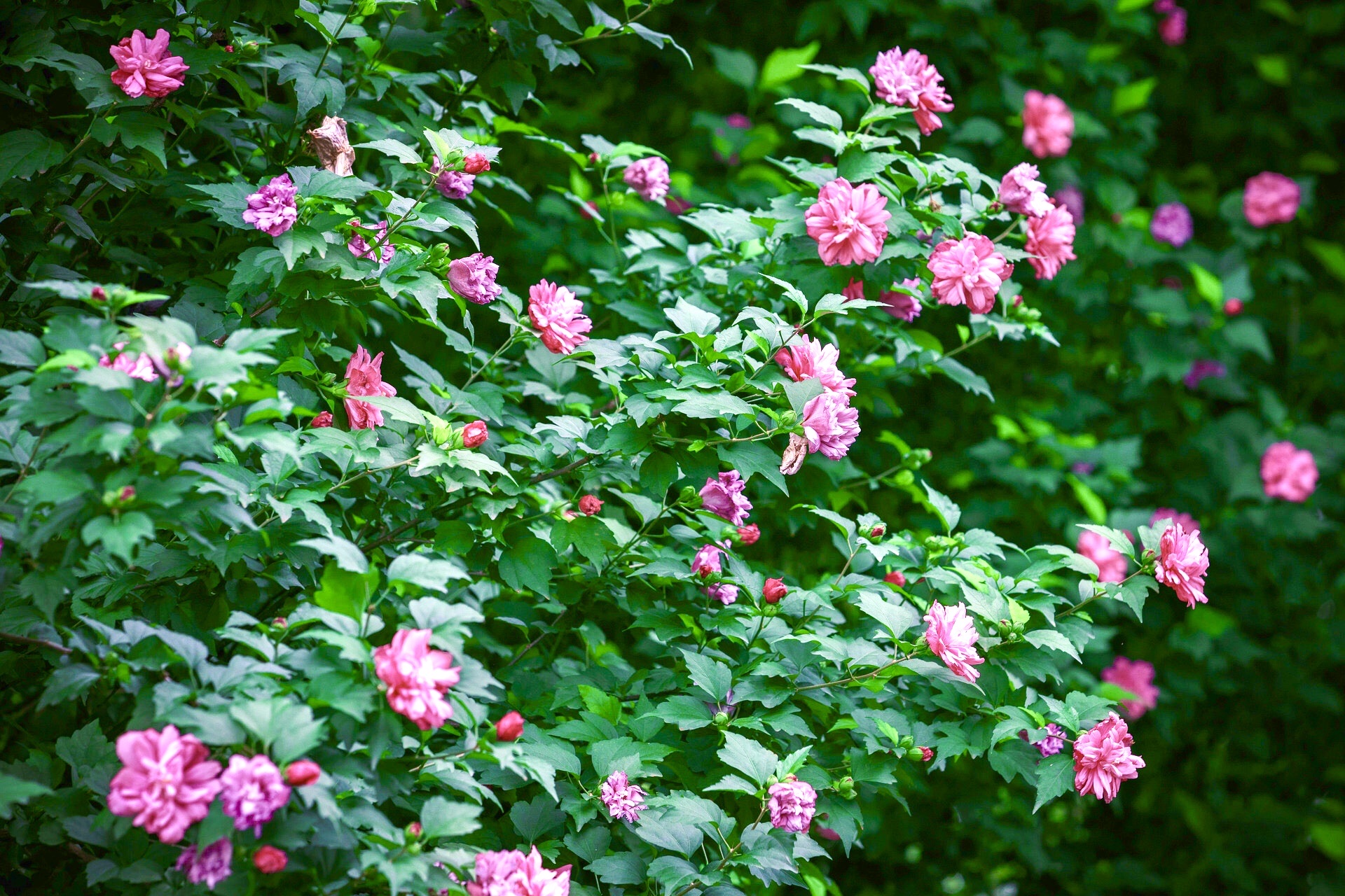 [首发] 牡丹木槿(二)