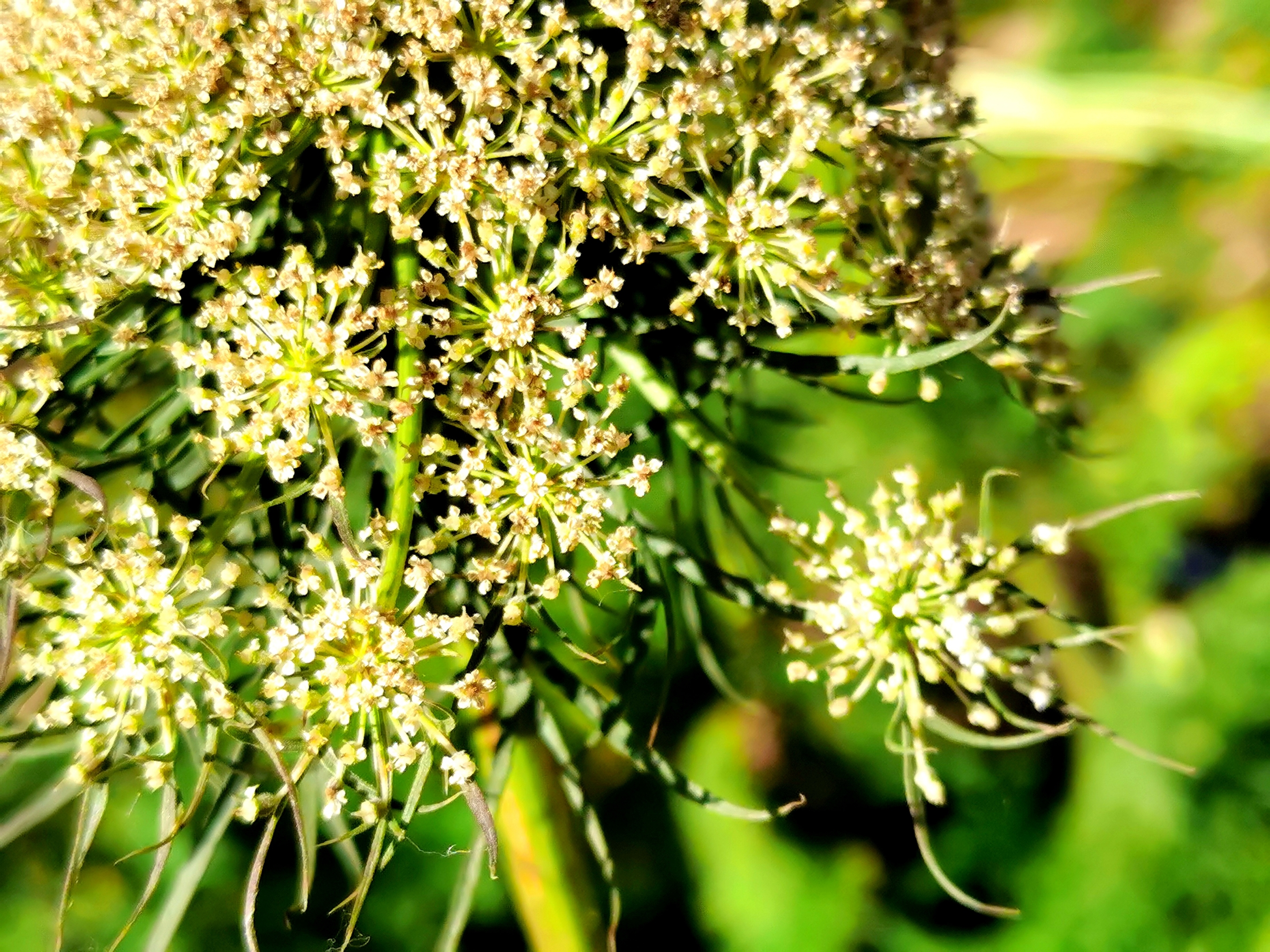 原创首发胡萝卜开花宁静向暖
