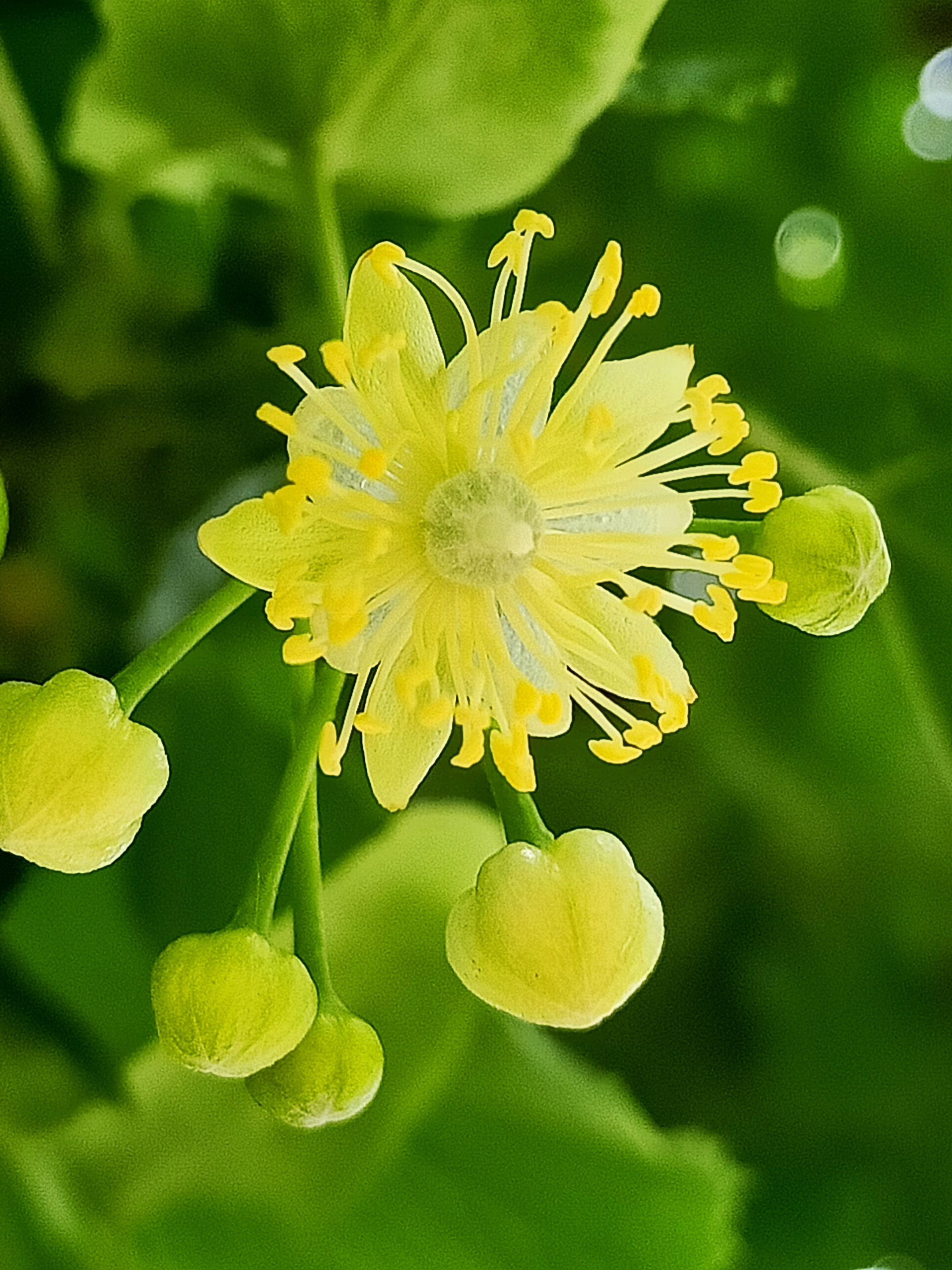 椴树科 tiliaceae · 椴树属 tilia 别名:椴树,籽椴 紫椴的花语是甜蜜