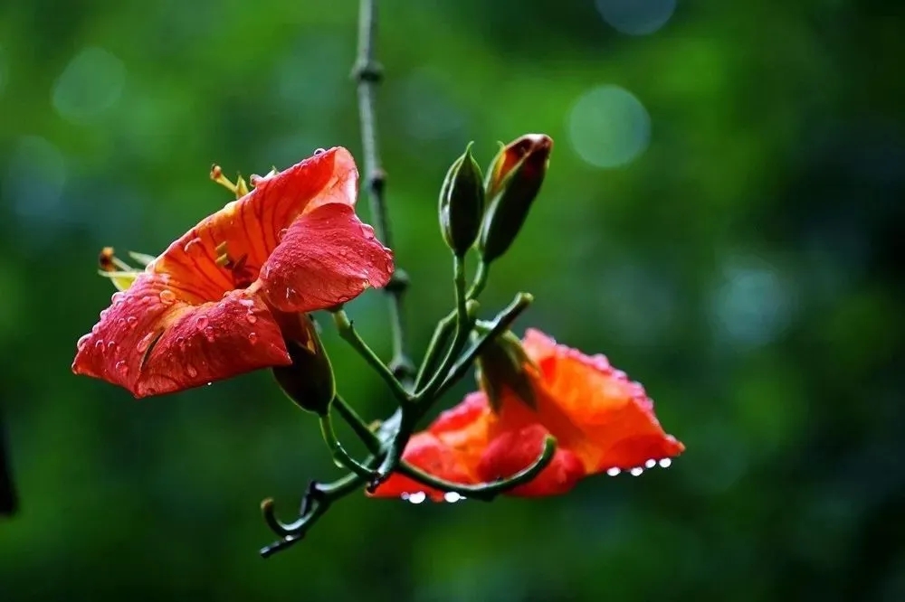 雨中的凌霄花碑林路人