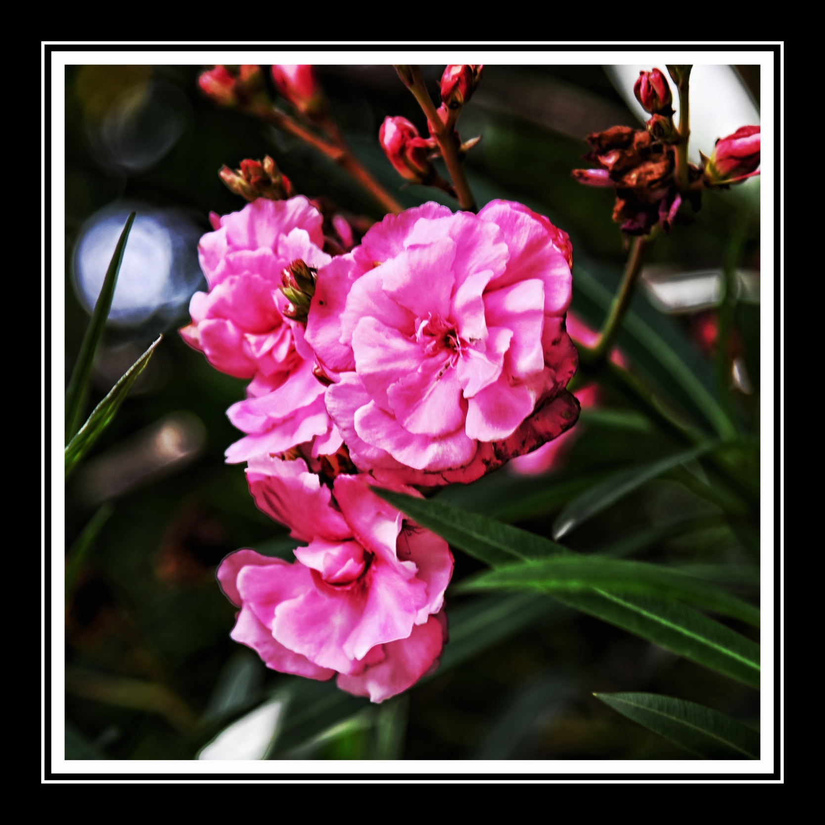 欧洲夹竹桃《首发》