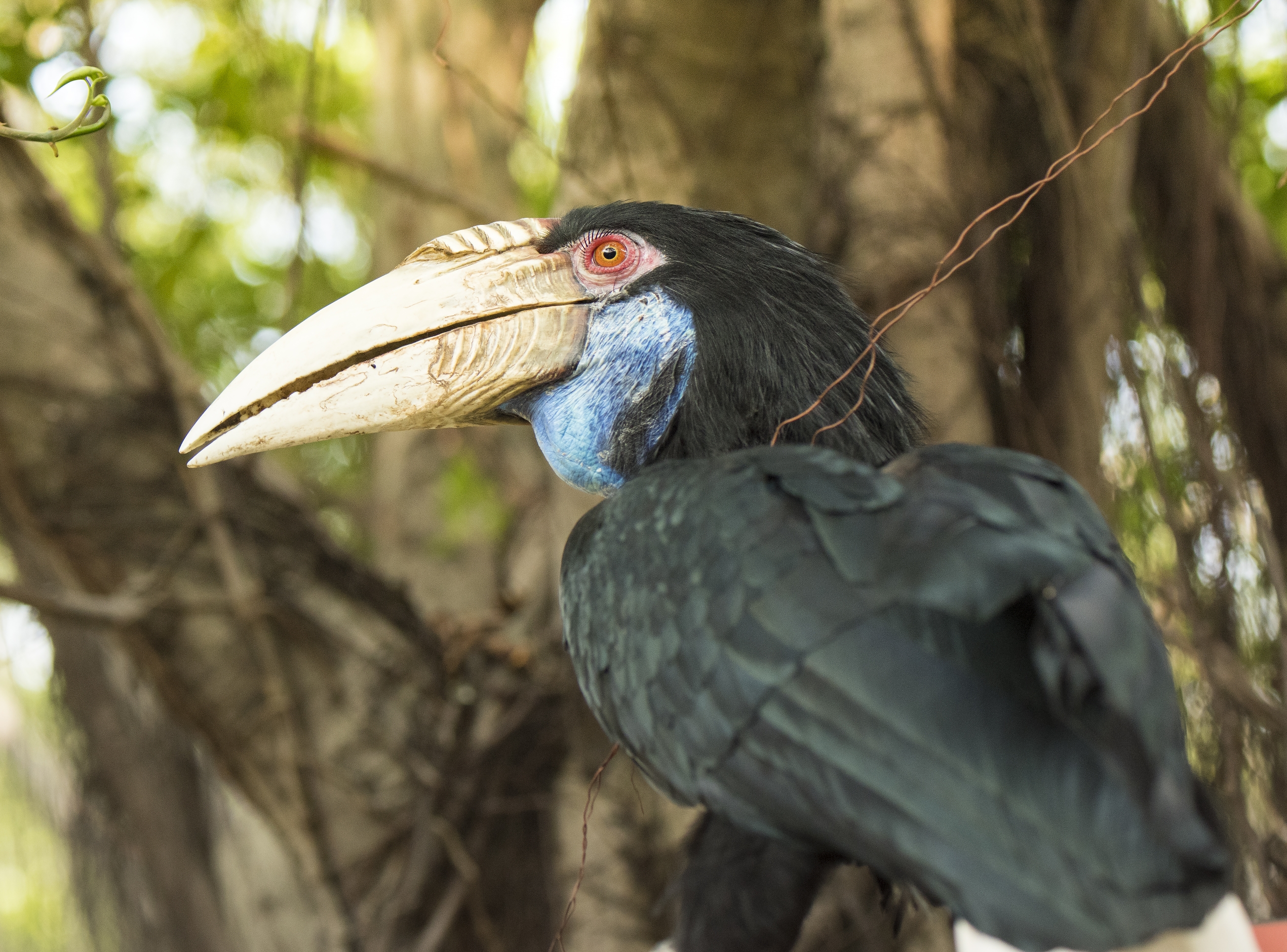 大嘴犀鸟的爱情故事首发