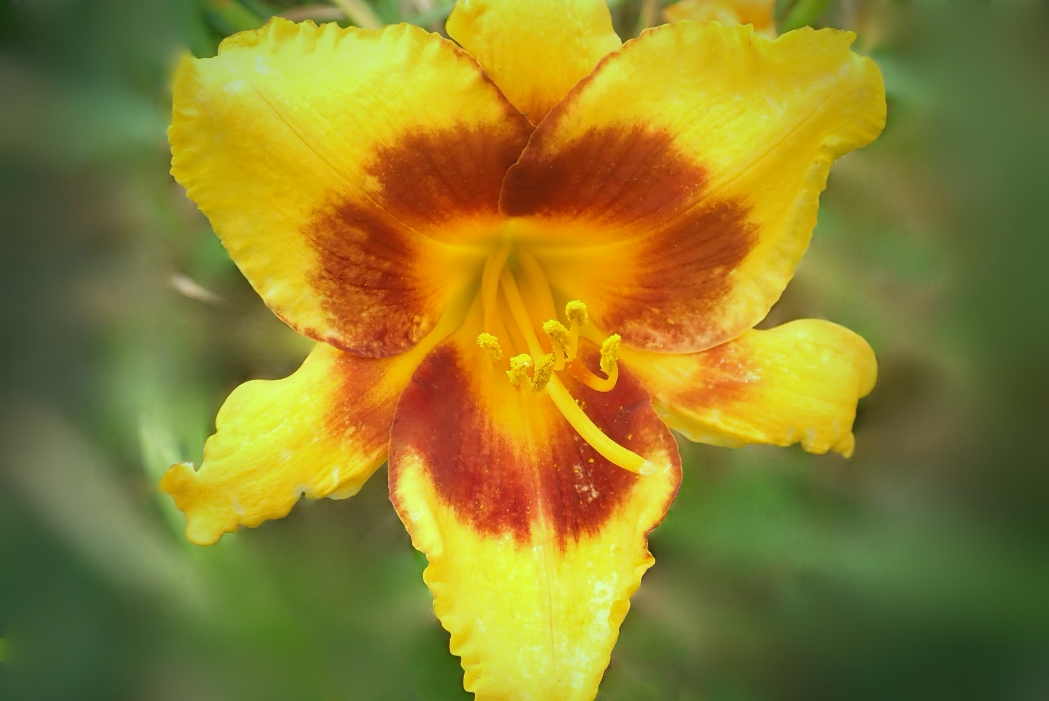 【首发】大花萱草