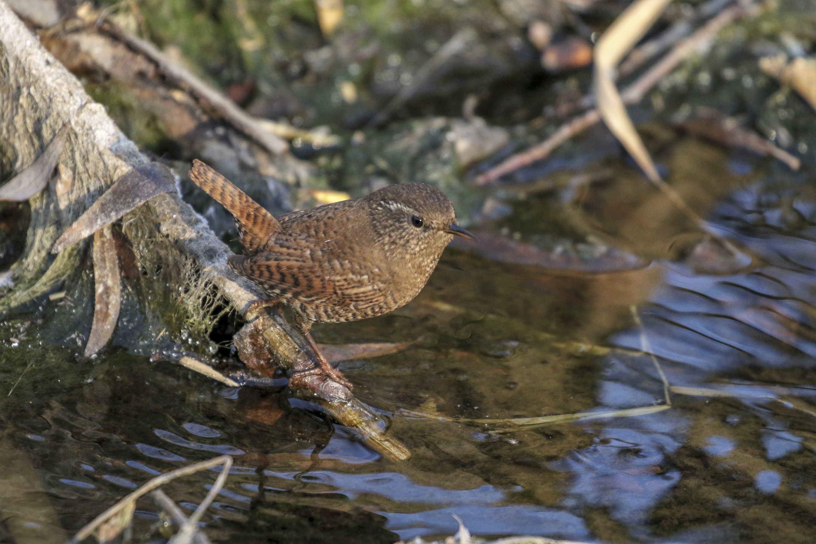 小小鸟儿焦鹩【首发】