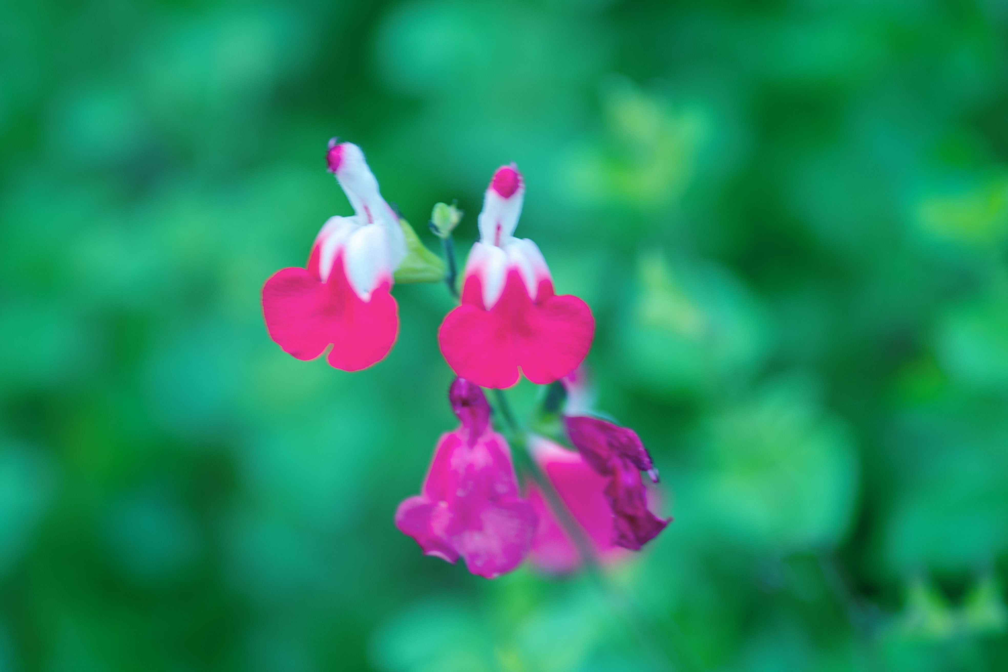 鼠尾草粉色花语图片
