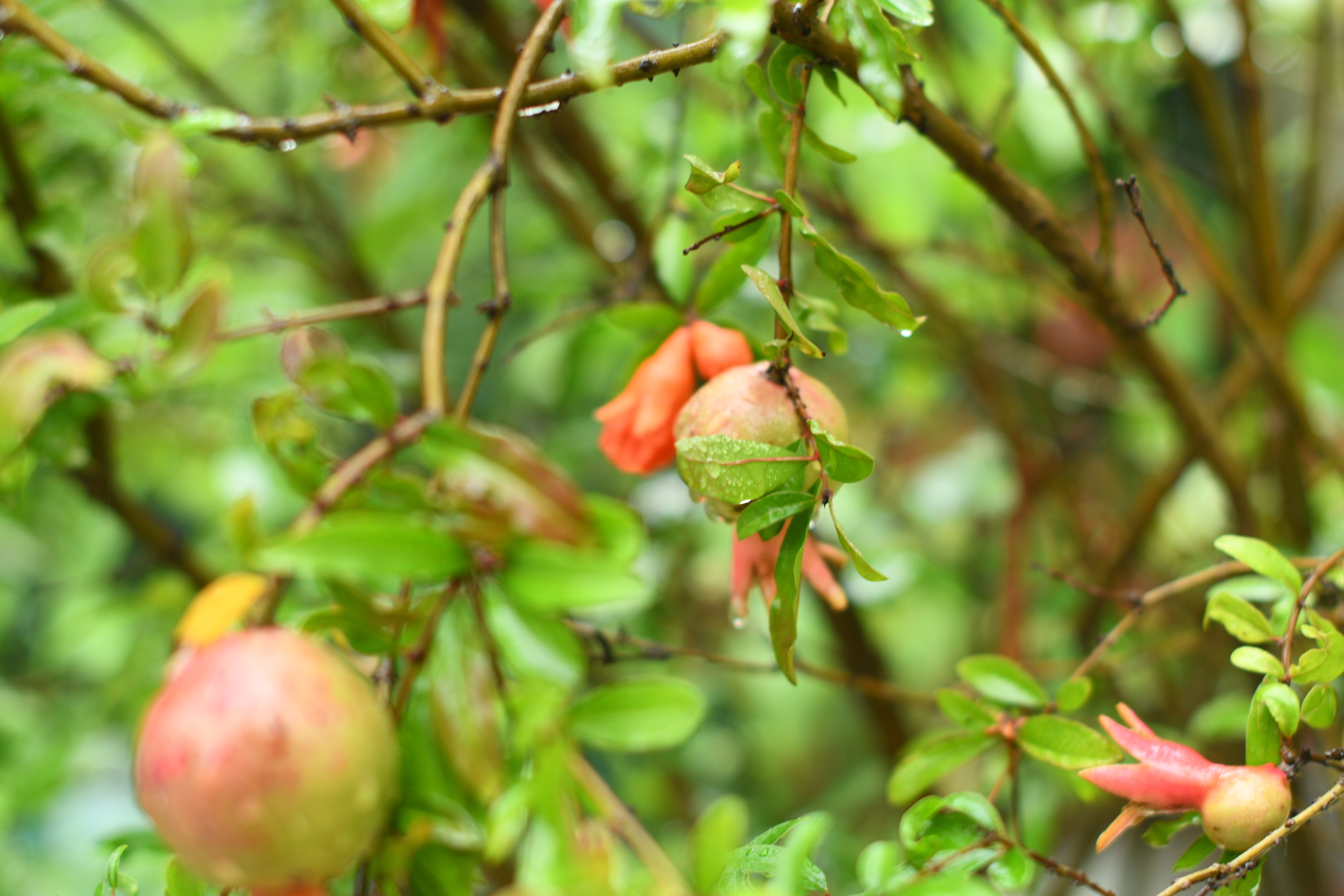 惟见石榴新蕊,一枝开. 冰簟堆云髻,金尊滟玉醅. 绿